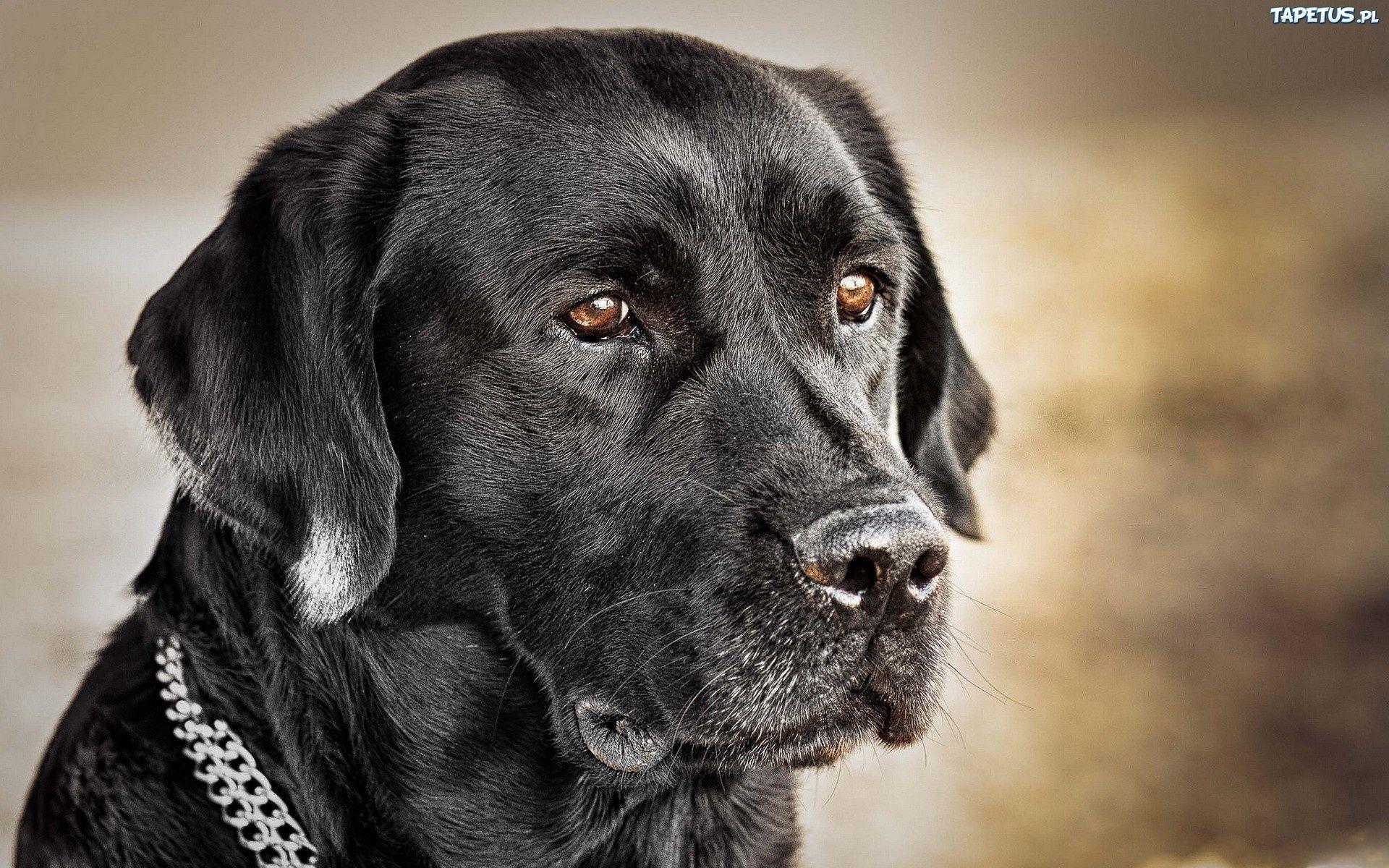 1920x1200 Labrador Retriever Labrador Retriever HD Wallpaper