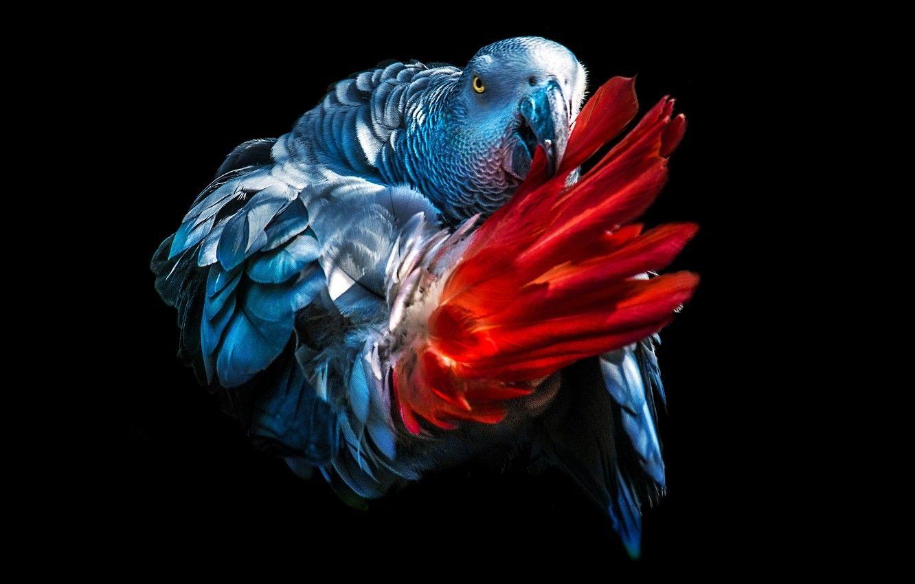 1332x850 Wallpaper feathers, tail, black background, Jaco, grey parrot image for desktop, section животные
