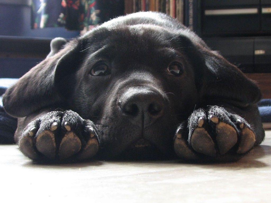 1024x768 Black Labrador Retriever wallpaperx768