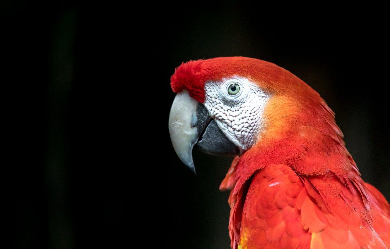 1332x850 Wallpaper look, red, bird, portrait, parrot, black background, Ara image for desktop, section животные