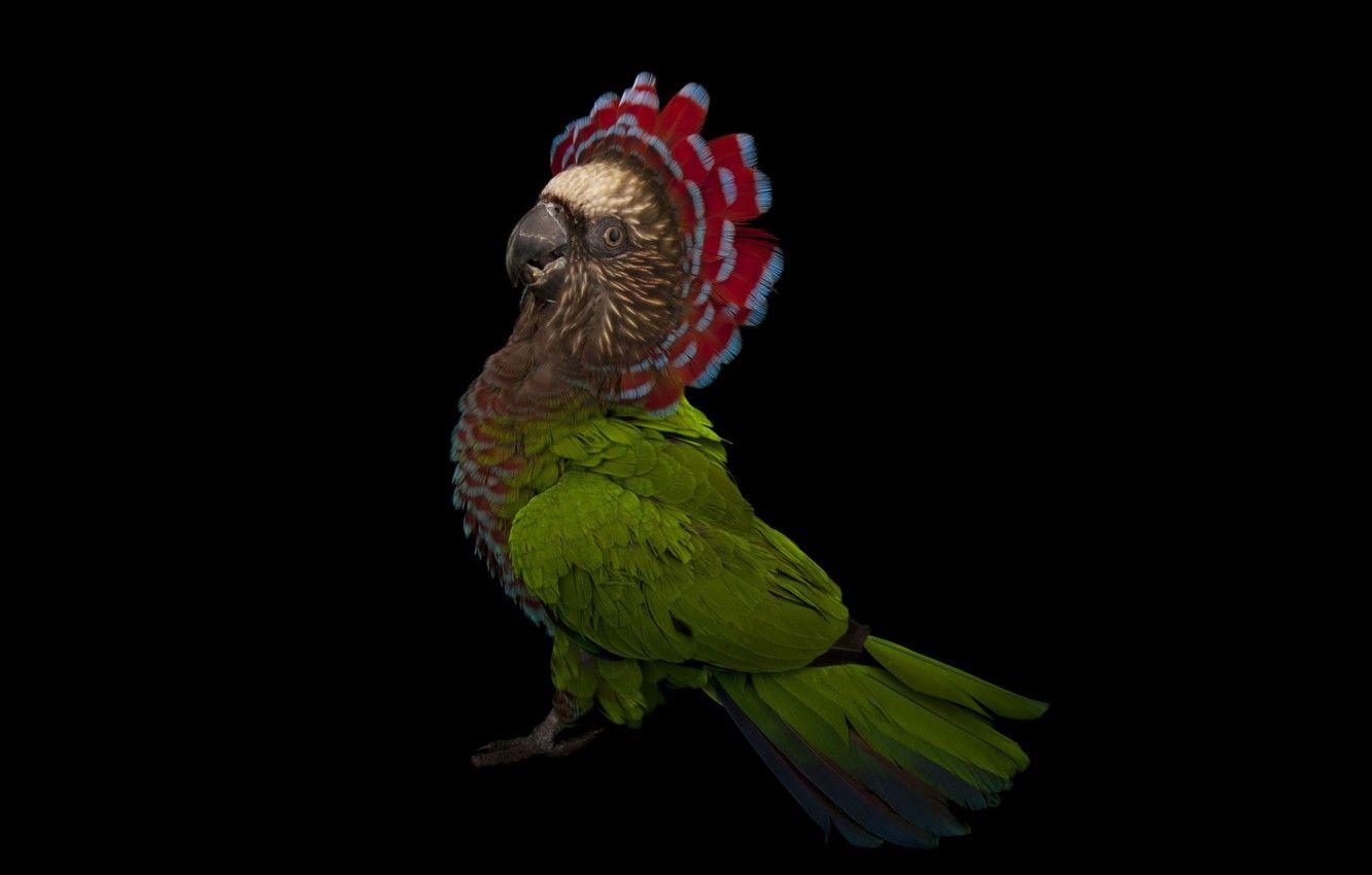 1332x850 Wallpaper bird, black background, Deroptyus accipitrinus, Fan parrot image for desktop, section животные