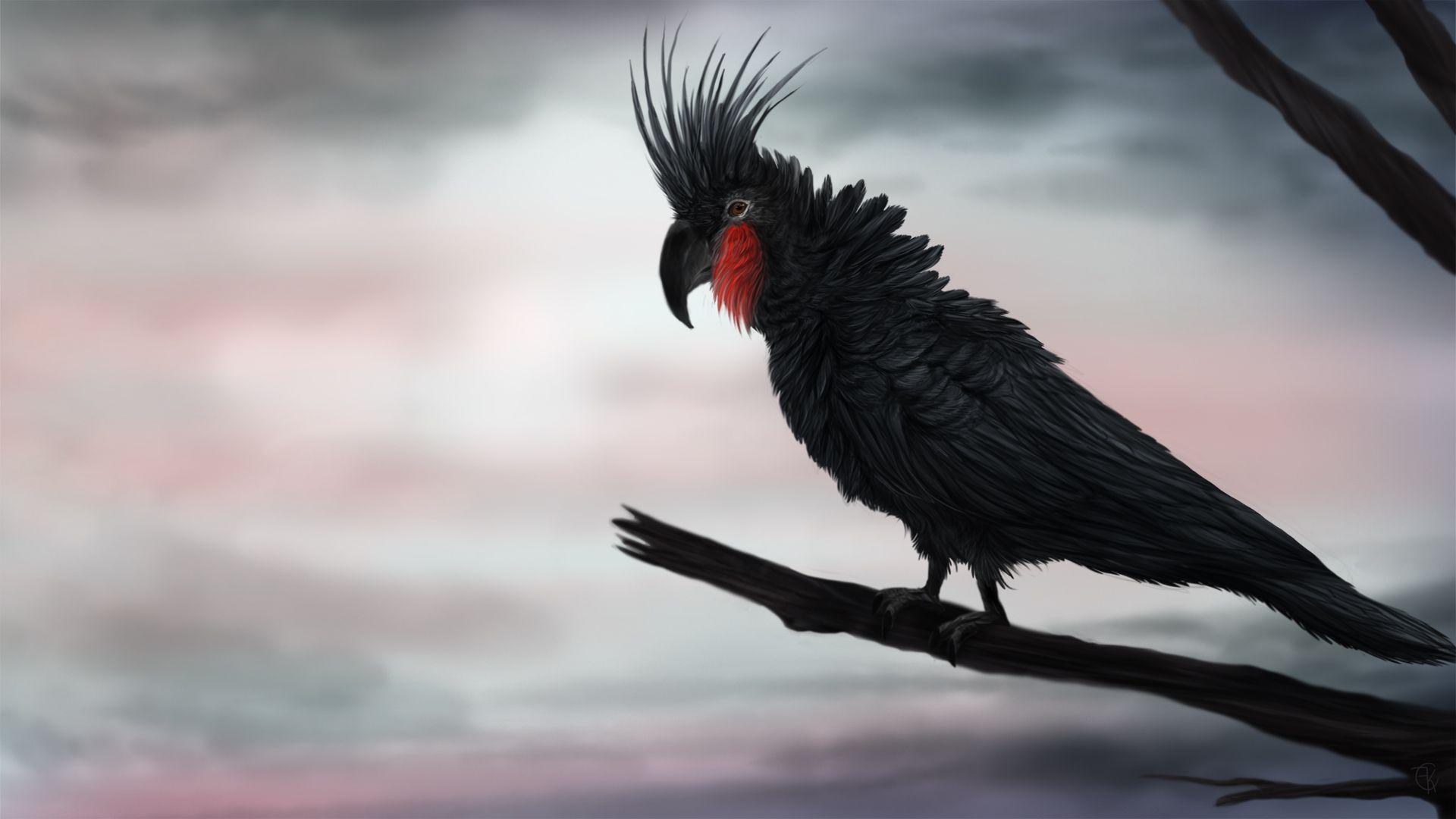 1920x1080 Palm Cockatoo wallpaper, Animal, HQ Palm Cockatoo pictureK Wallpaper 2019