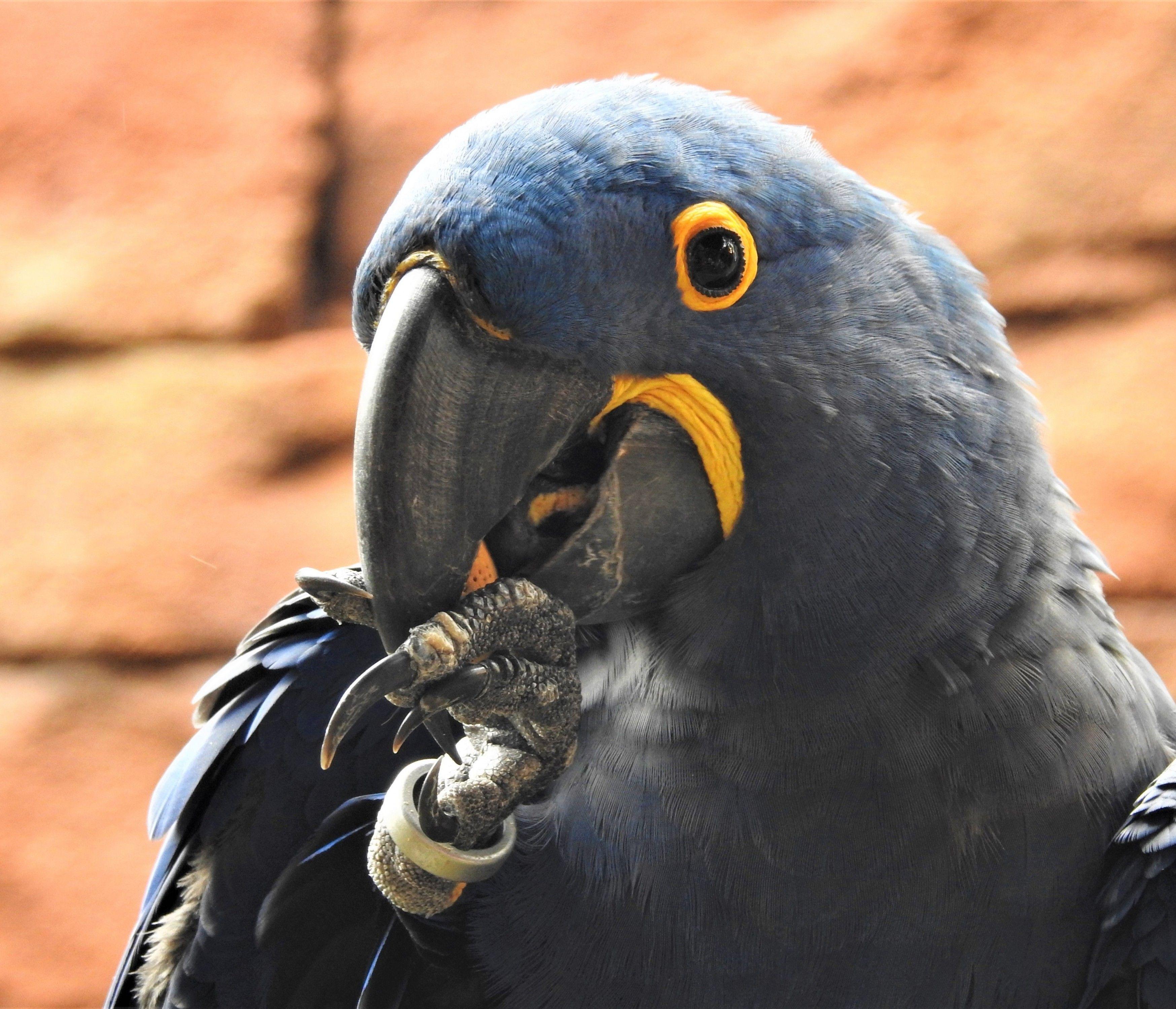 Black Parrot Wallpapers Top Free Black Parrot Backgrounds WallpaperAccess