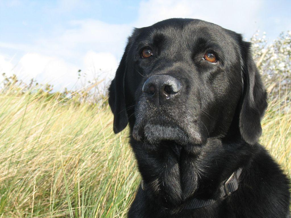 1024x768 Free download Labrador Lab Retriever Wallpaper Puppy Picture Breed Info Sheds [1024x768] for your Desktop, Mobile & Tablet. Explore Black Lab Wallpaper. Yellow Lab Wallpaper Desktop, Free Wallpaper Black