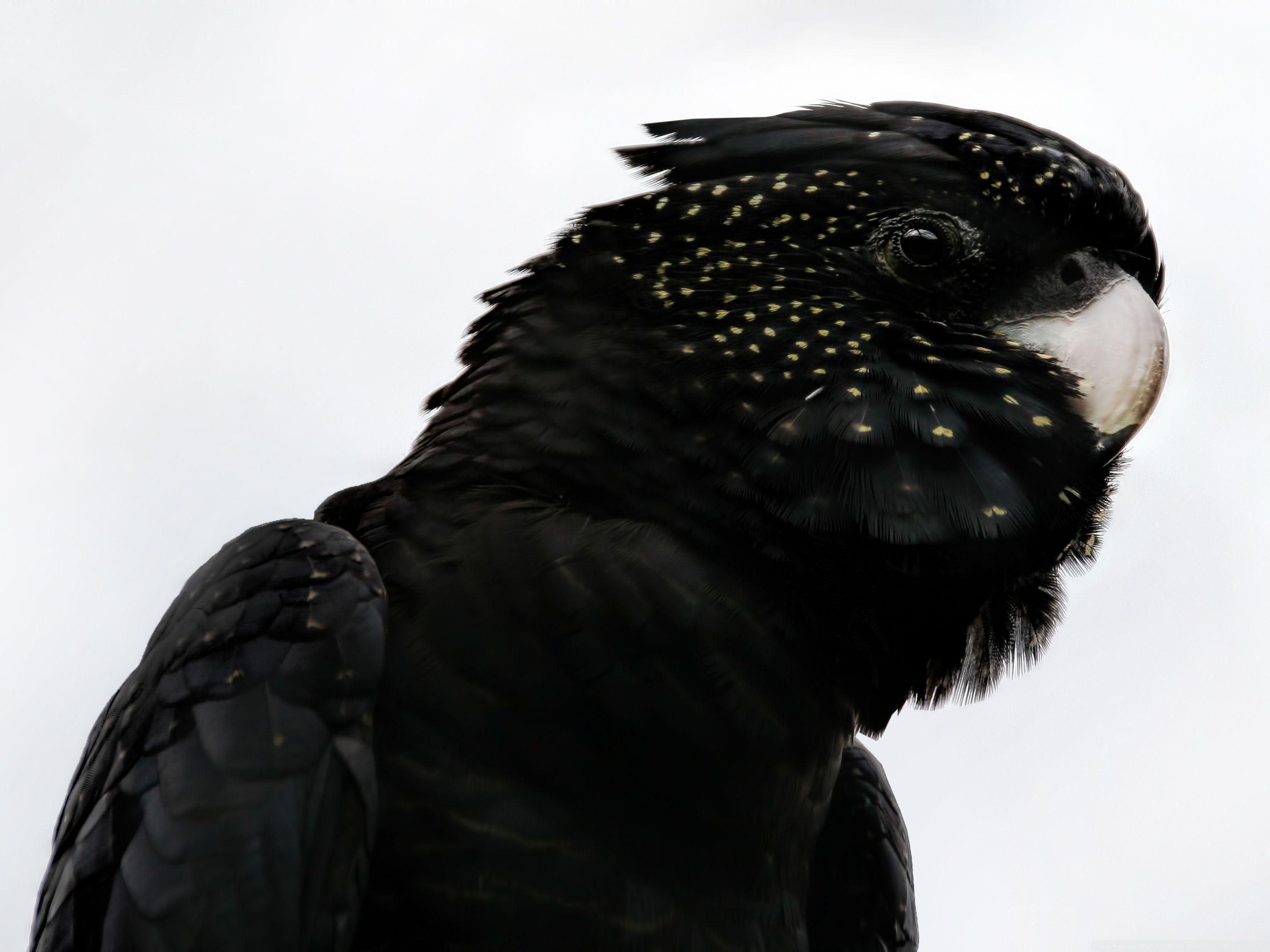 Черный попугай. Черный Какаду. Темные попугаи. Черный ара.