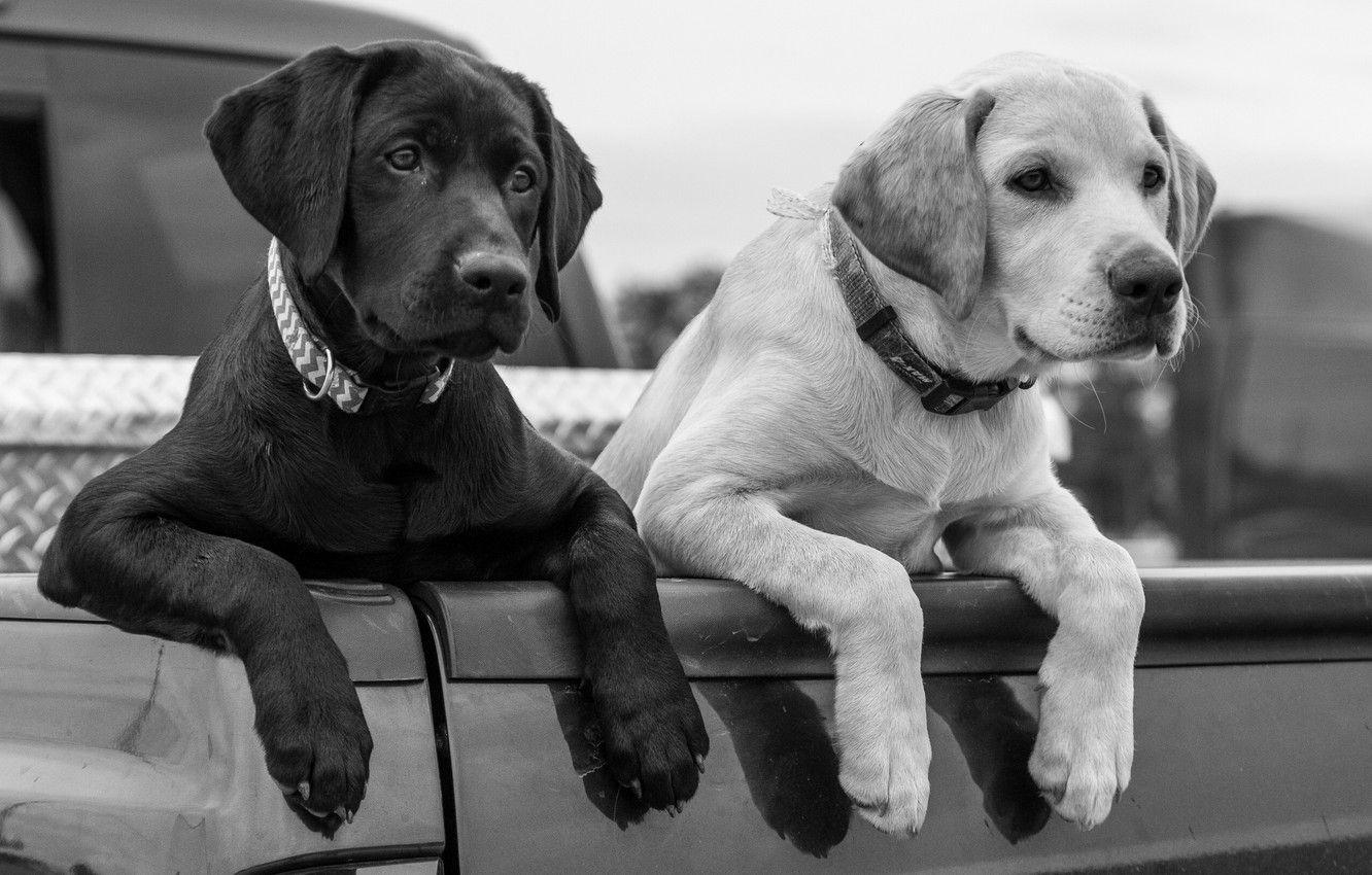 1332x850 Wallpaper dogs, paws, puppies, black and white, body, Labrador Retriever image for desktop, section собаки