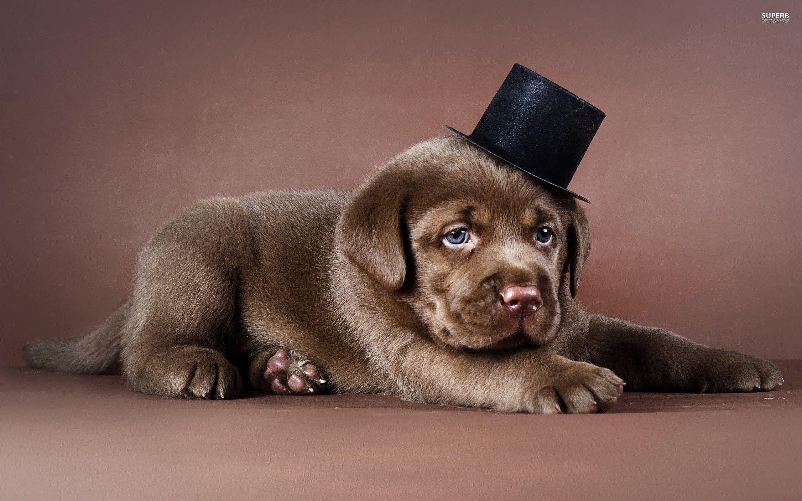2560x1600 Chocolate Lab Puppies Wallpaper