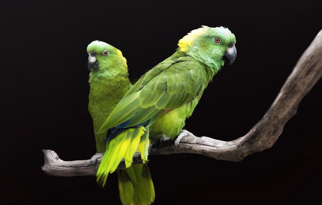 1332x850 Wallpaper birds, pair, black background, green parrots image for desktop, section животные