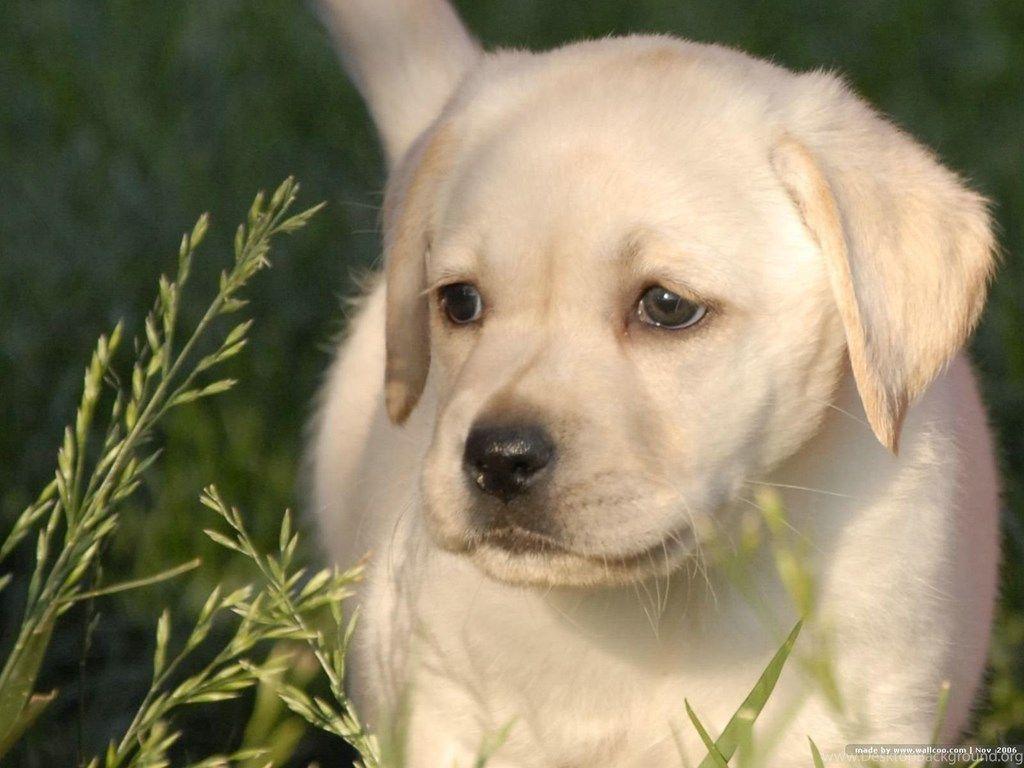 1024x768 Labrador Retriever Puppy Wallpaper HD Inn 1600x1200PX Cute. Desktop Background
