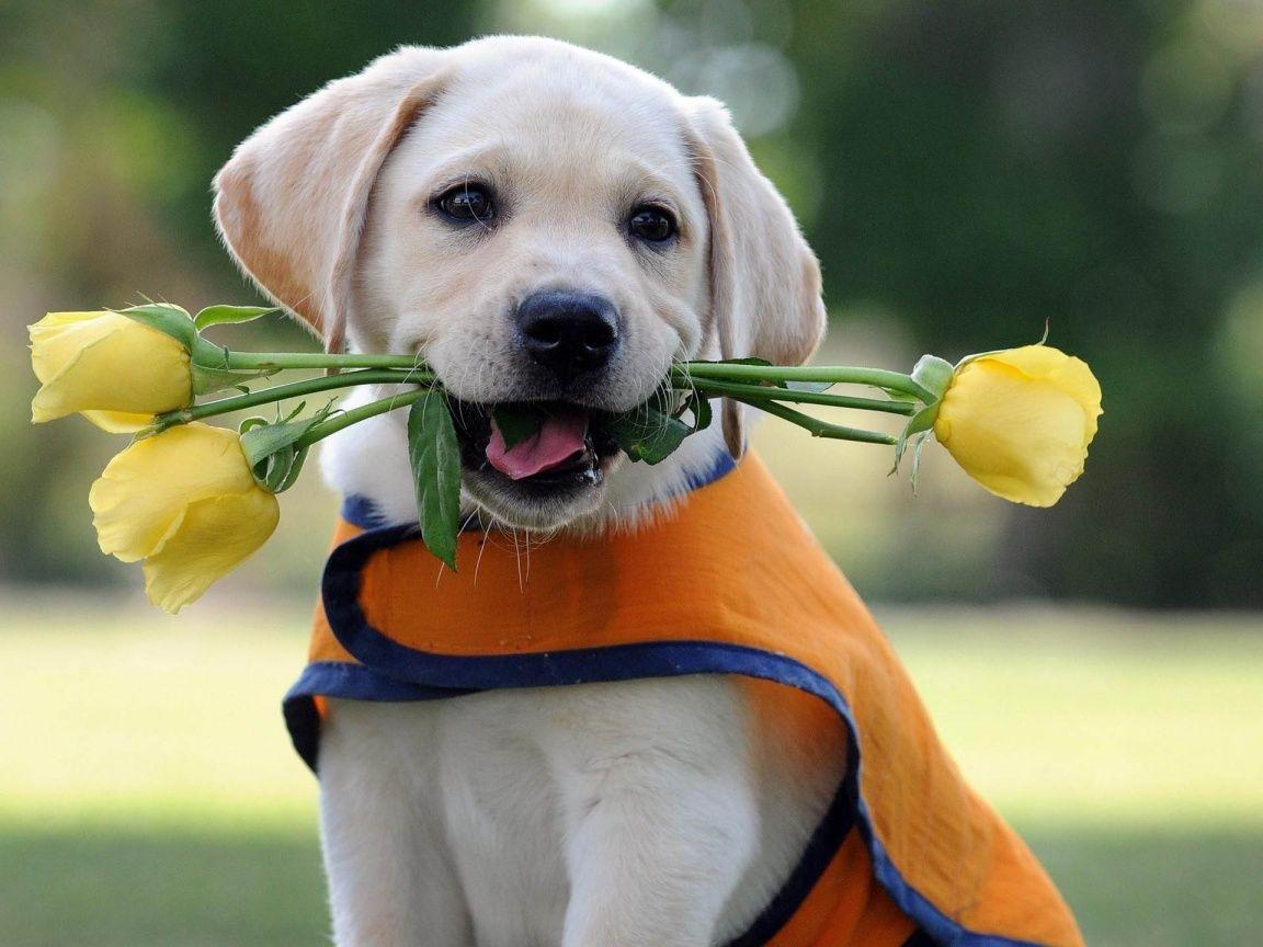 1152x864 Cute Lab Puppy wallpaper. Hvalpe, Hunde, Katte