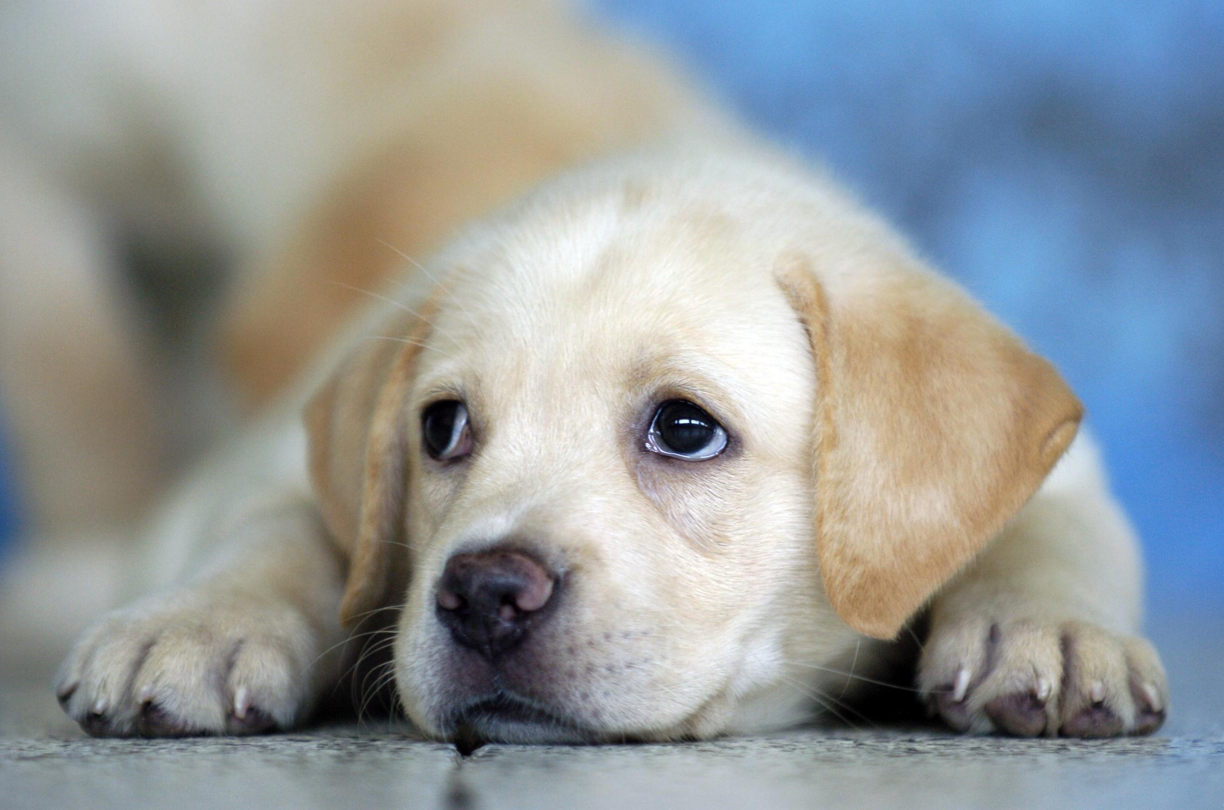 2464x1632 Puppy Wallpaper 25157 2464x1632px