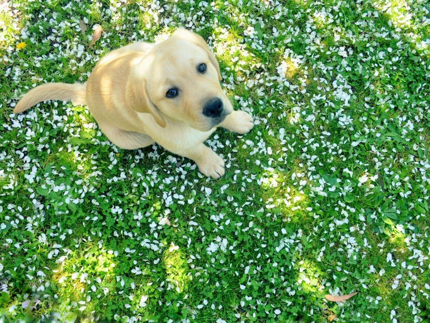 1400x1050 Labrador Puppy 1400x1050 Resolution HD 4k Wallpaper, Image, Background, Photo and Picture