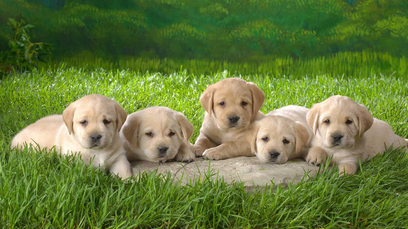 1366x768 Labrador Retrievers