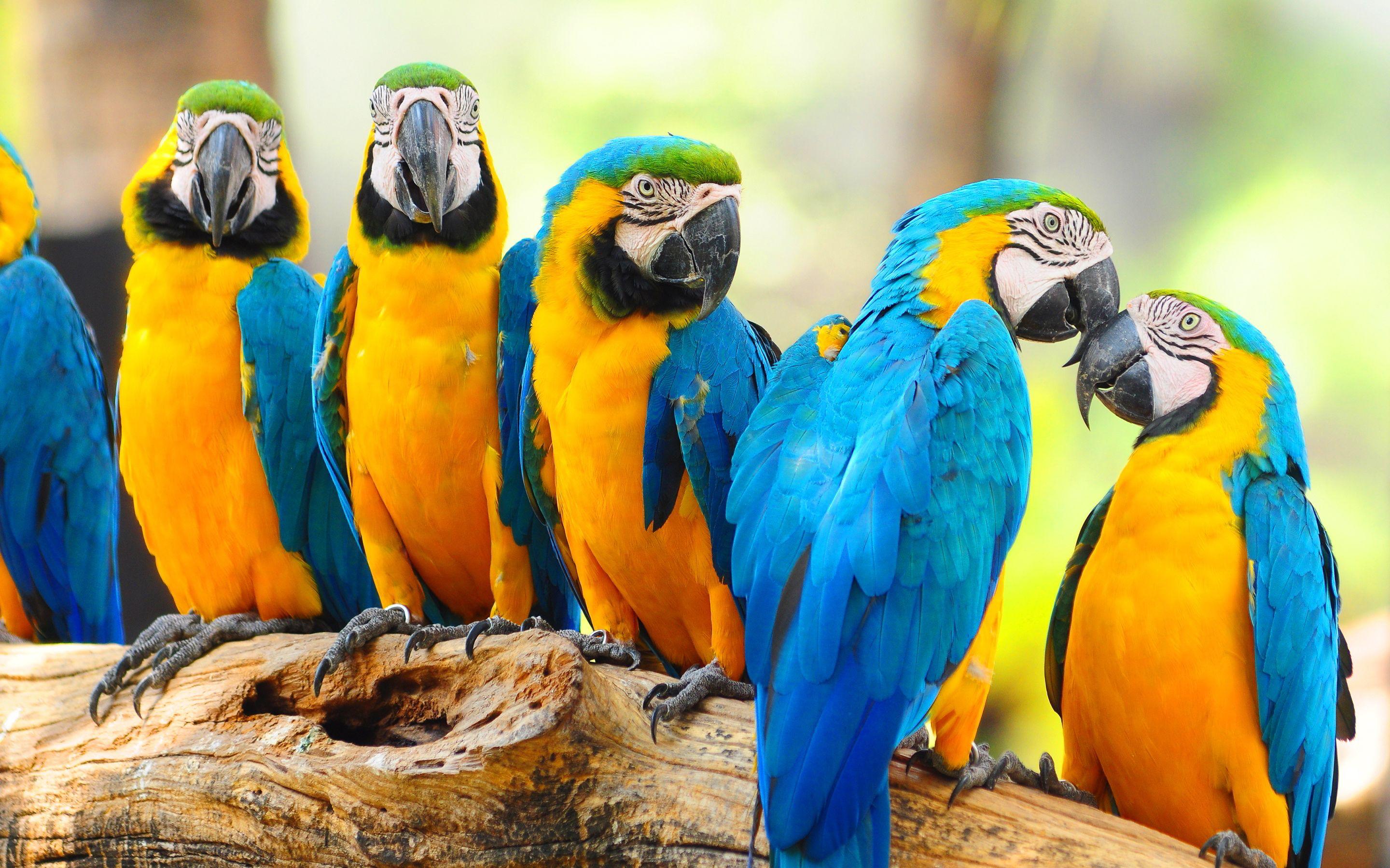 2880x1800 Macaw Parrot Background Image