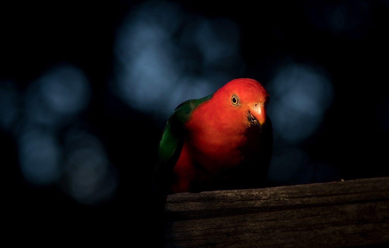 1332x850 Wallpaper red, bird, Board, parrot, black background image for desktop, section животные