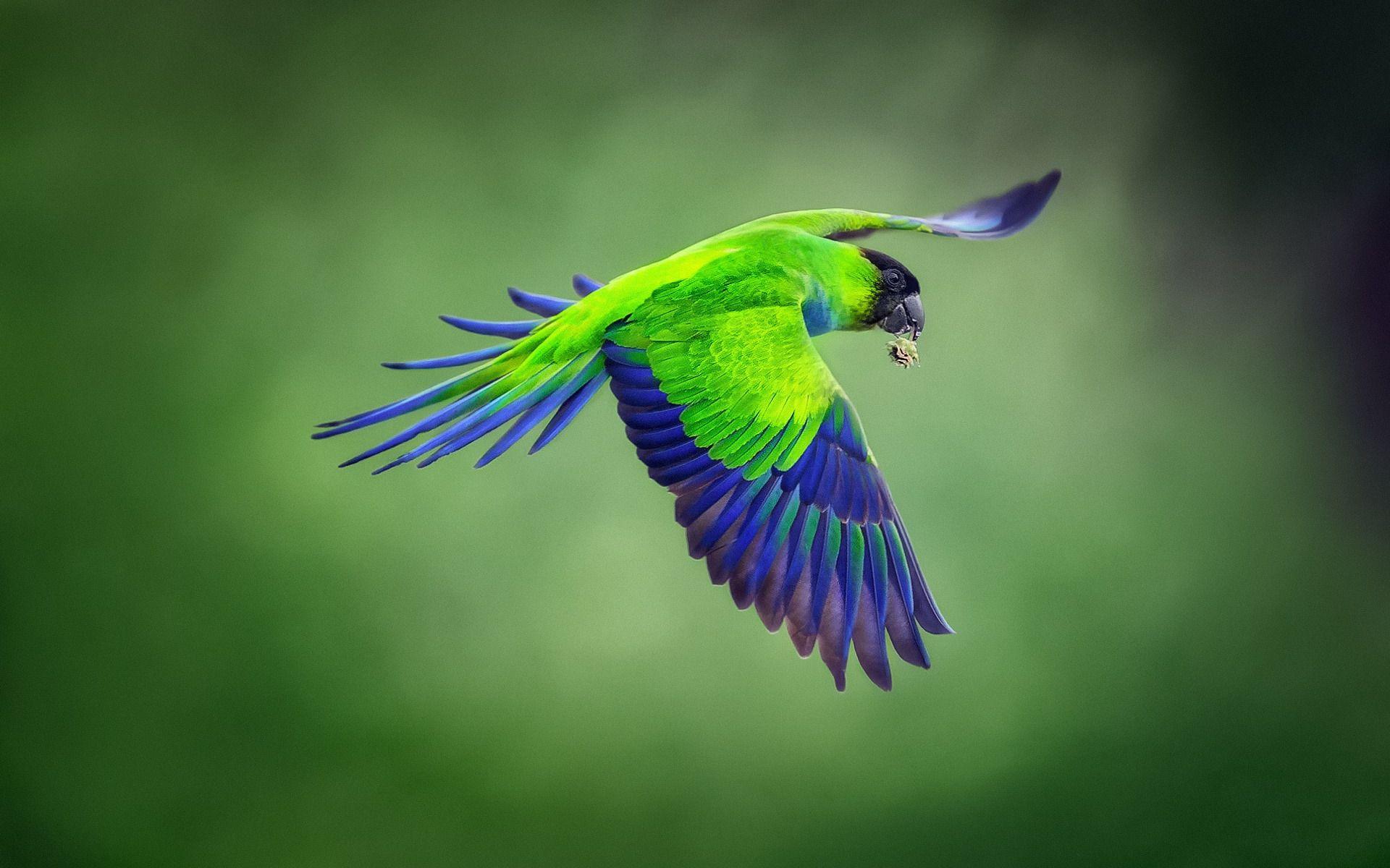 1920x1200 Download Wallpaper Nanday Parakeet, Black Hooded Parakeet, Green Parrot, Tropical Birds, Beautiful Green Bird, Parrot, South America, Brazil For Desktop With Resolution 1920x1200. High Quality HD Picture Wallpaper