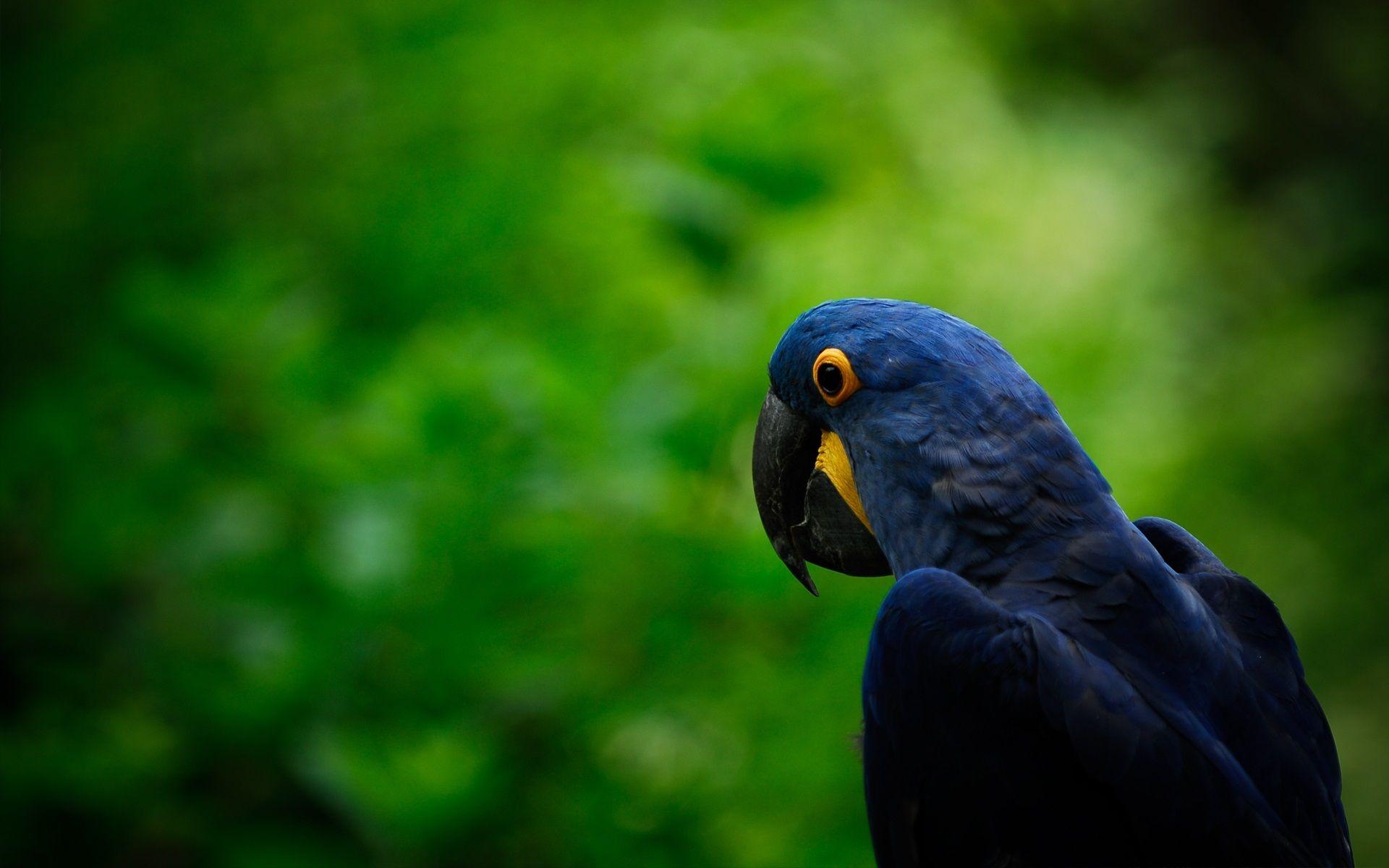 1920x1200 Wallpaper Dark blue parrot, green background 1920x1200 HD Picture, Image