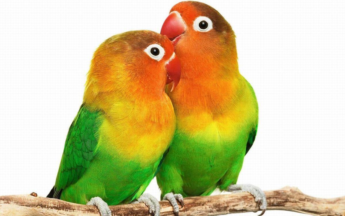 1200x750 Why Do Lovebirds Add Paper to Their Tails?. Bird wallpaper, Parrot, Bird