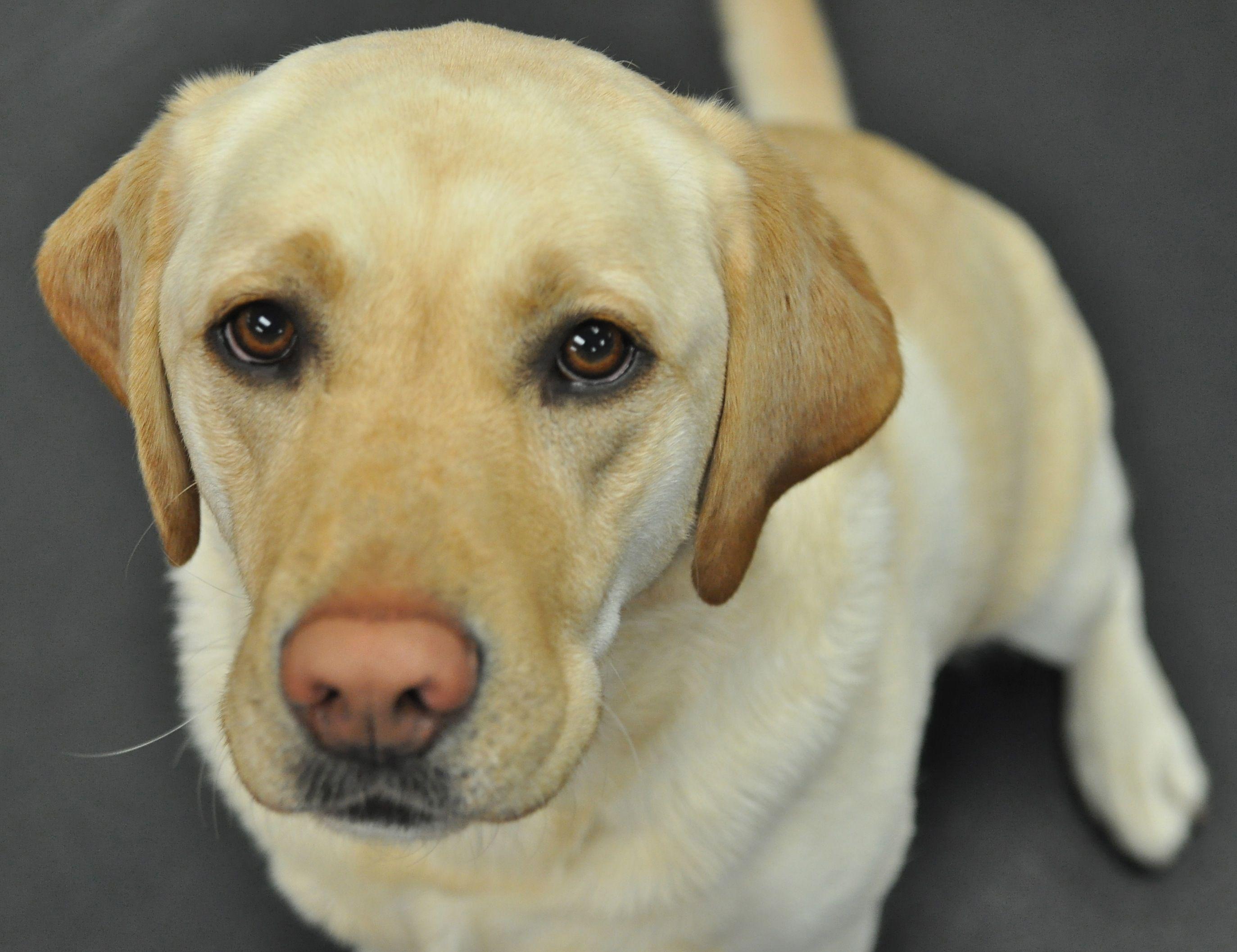 2747x2114 Free photo: Yellow Labrador Retriever, Dog, Friend
