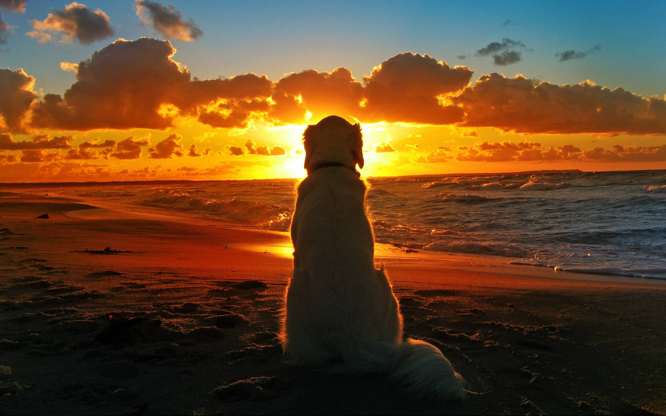 2560x1600 Yellow Lab Wallpaper For Computer