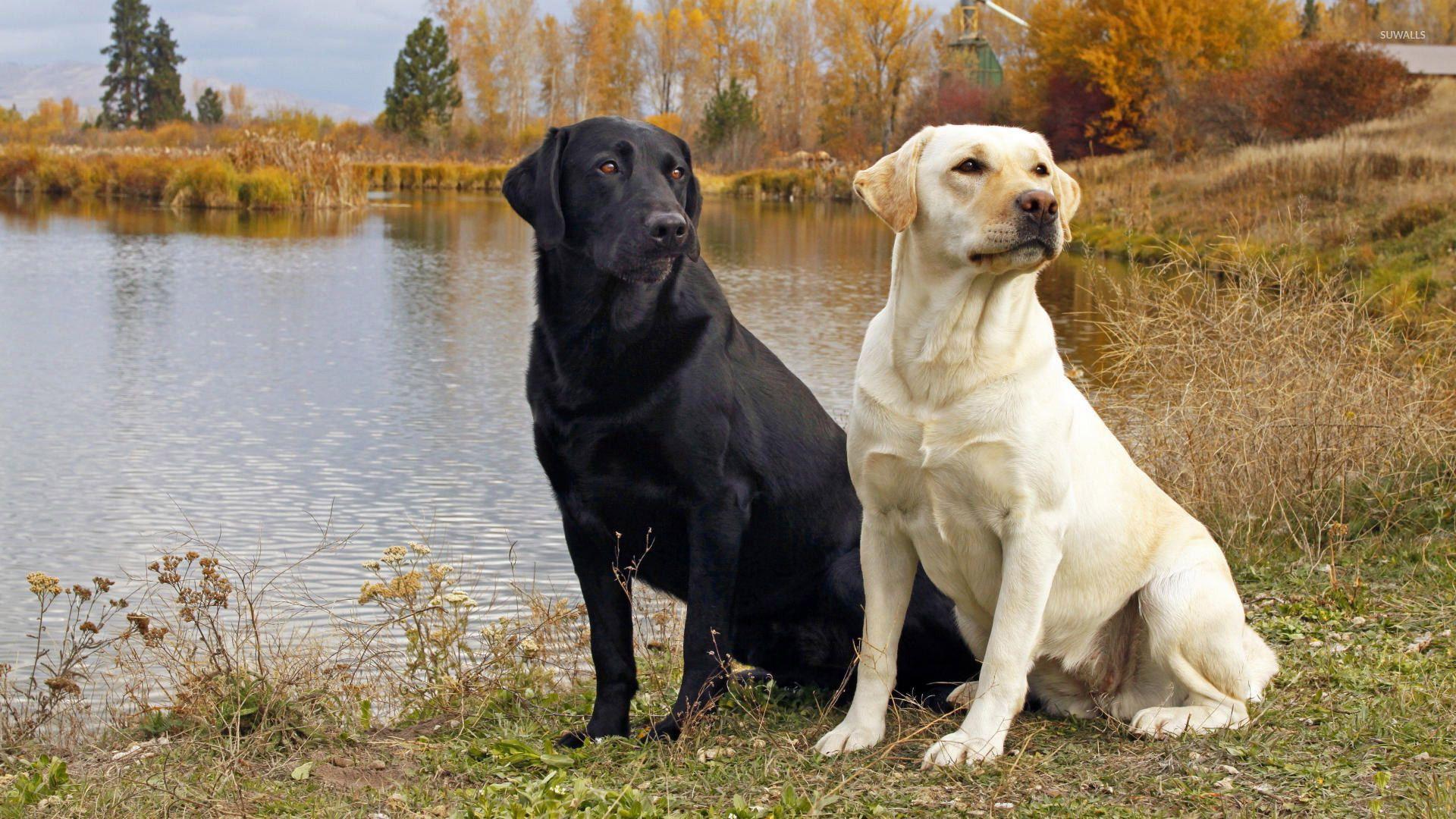 1920x1080 Black and golden Labradors on the lake side wallpaper wallpaper