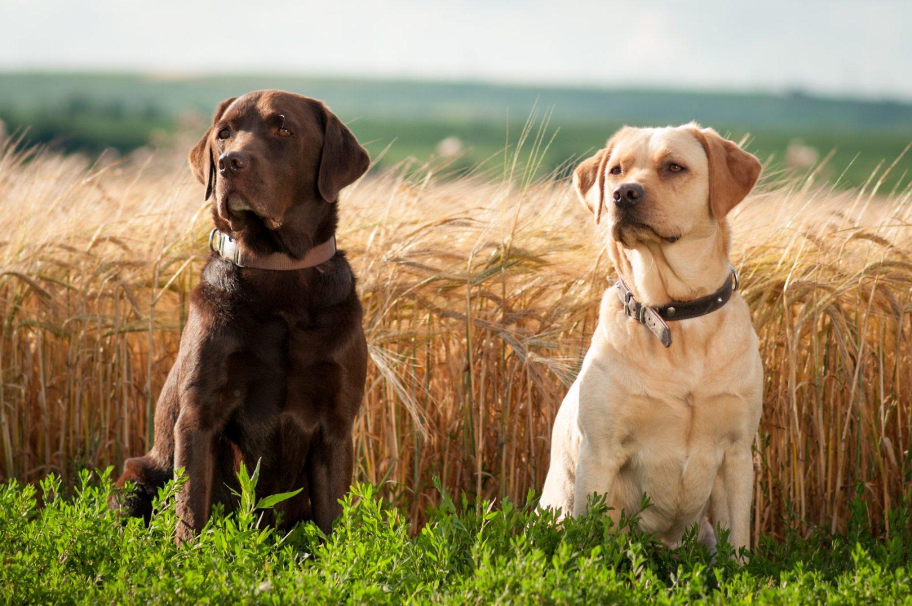 yellow lab hunting wallpaper