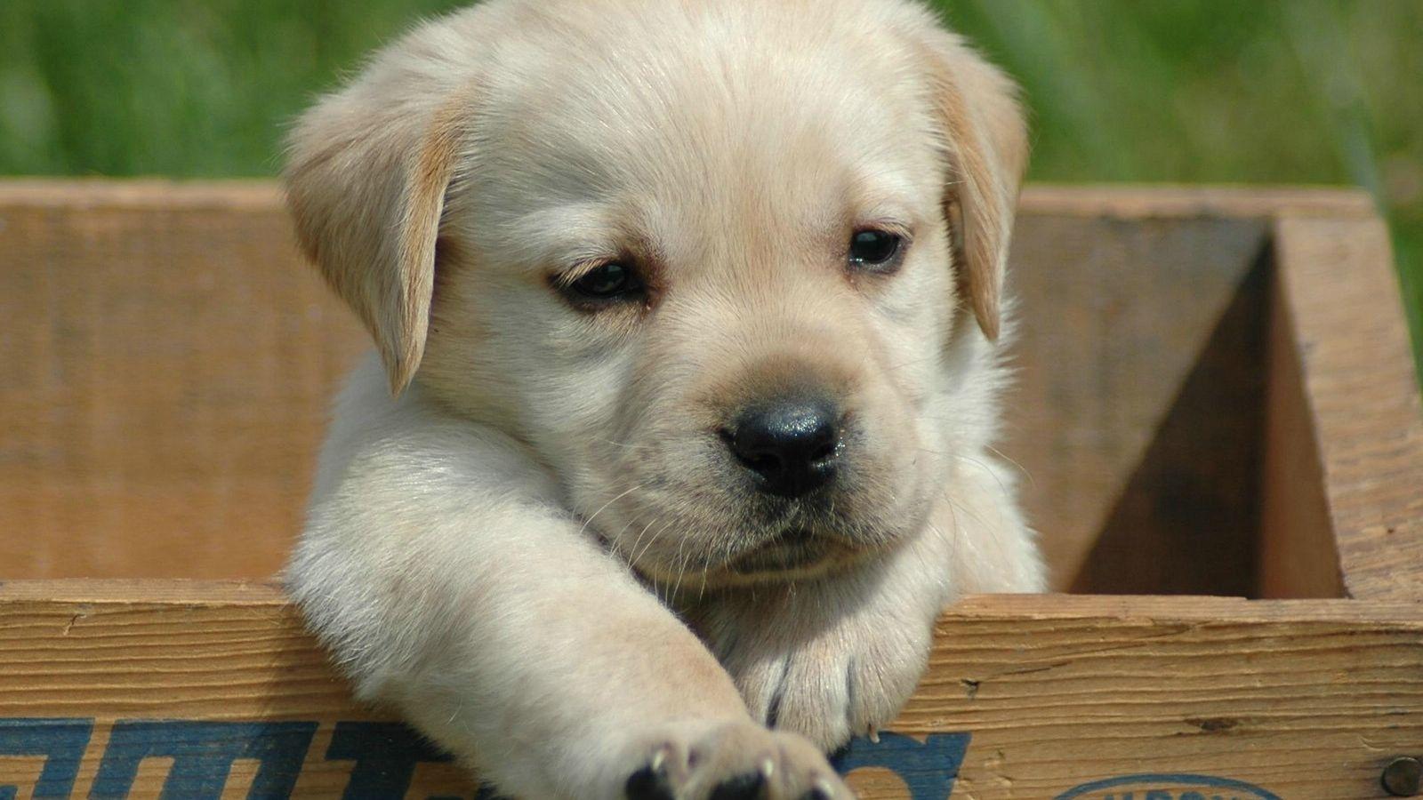 Labrador Puppies Wallpapers - Top Free Labrador Puppies Backgrounds ...