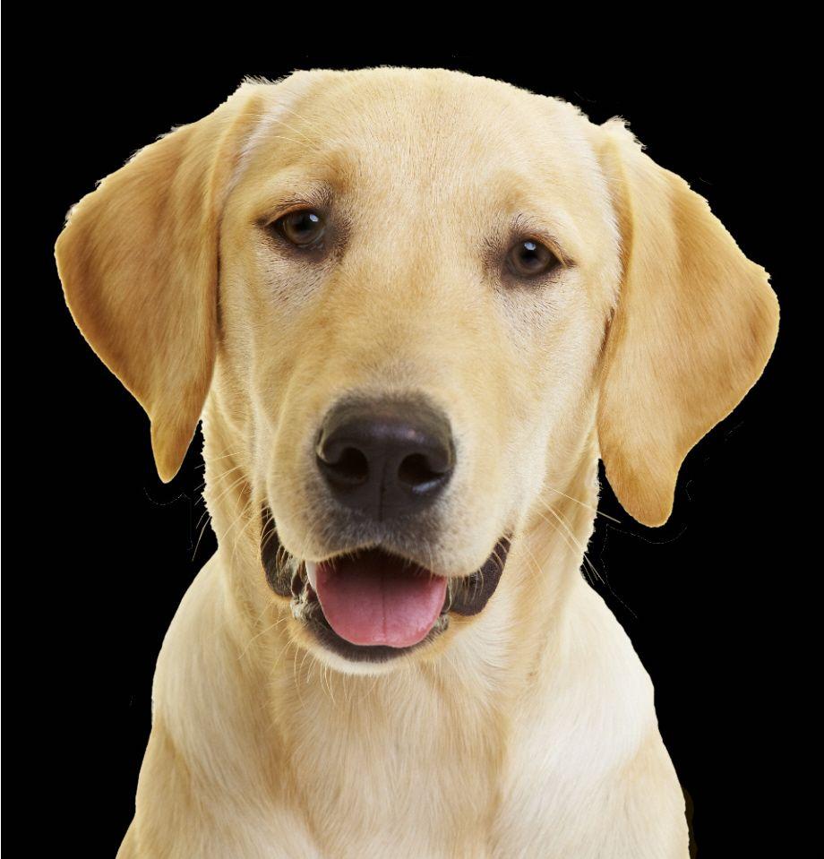 920x959 Free download Yellow Labrador Puppy Wallpaper Cute Animals Wallpaper [920x959] for your Desktop, Mobile & Tablet. Explore Yellow Lab Puppy Wallpaper. Chocolate Lab Puppy Wallpaper, Black Lab Wallpaper Desktop
