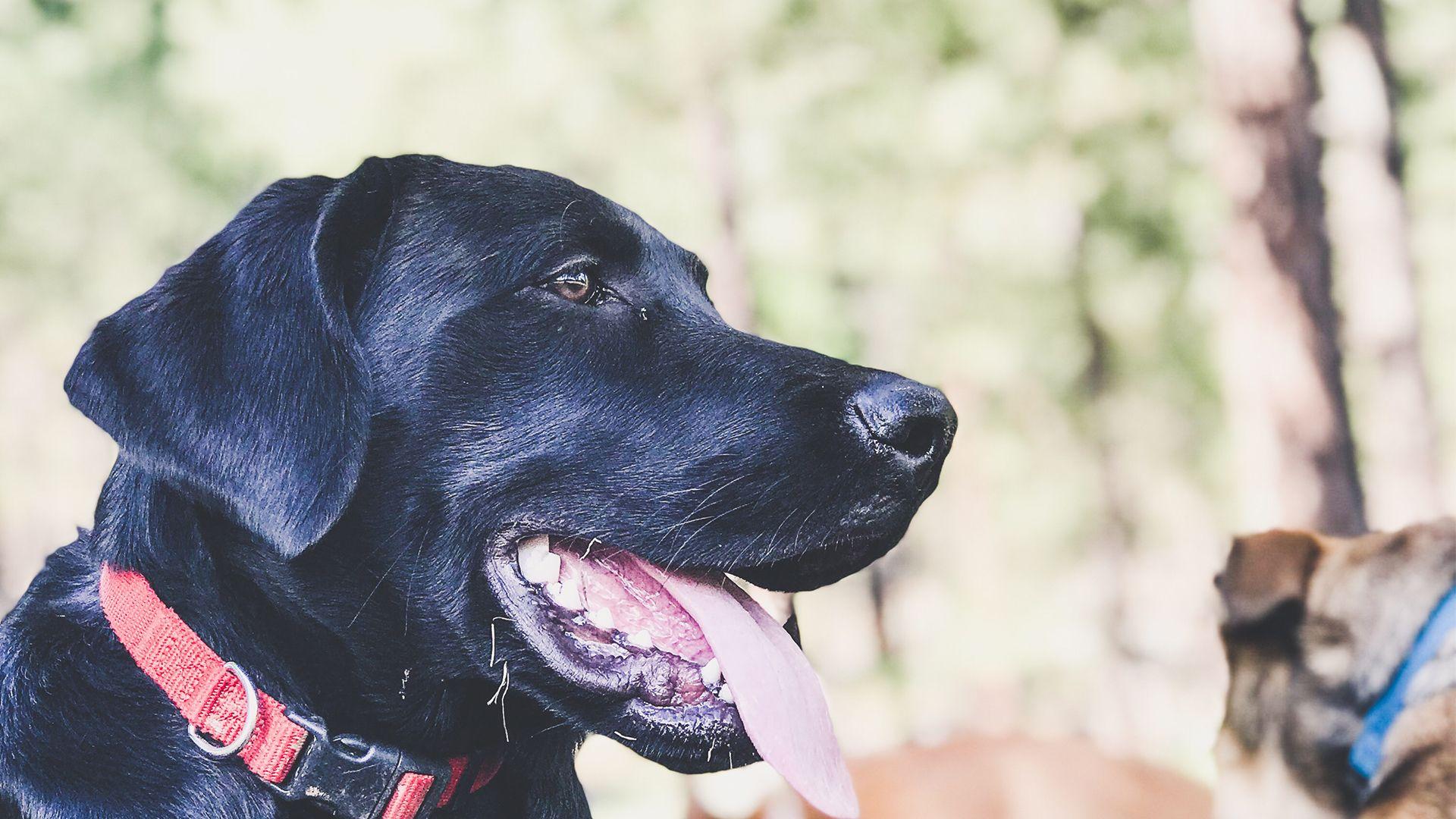 1920x1080 Black Lab Puppy Face Up Close Wallpaper 65080 1920x1080px