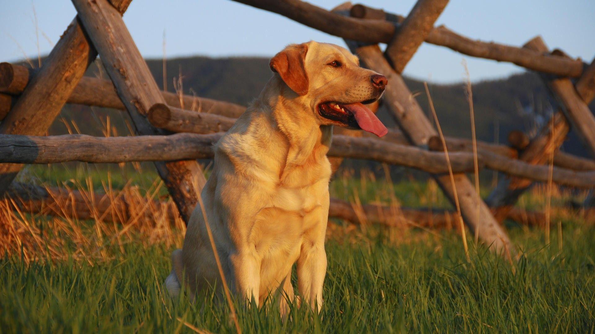 Yellow Labrador Wallpapers - Top Free Yellow Labrador Backgrounds