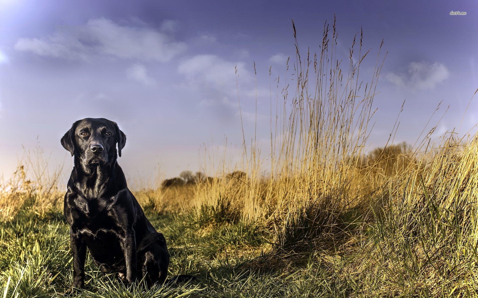 1920x1200 Labrador Retriever Desktop Background. Golden Retriever Wallpaper, Wallpaper Golden Retriever Puppy and Wallpaper Golden Retriever Pig