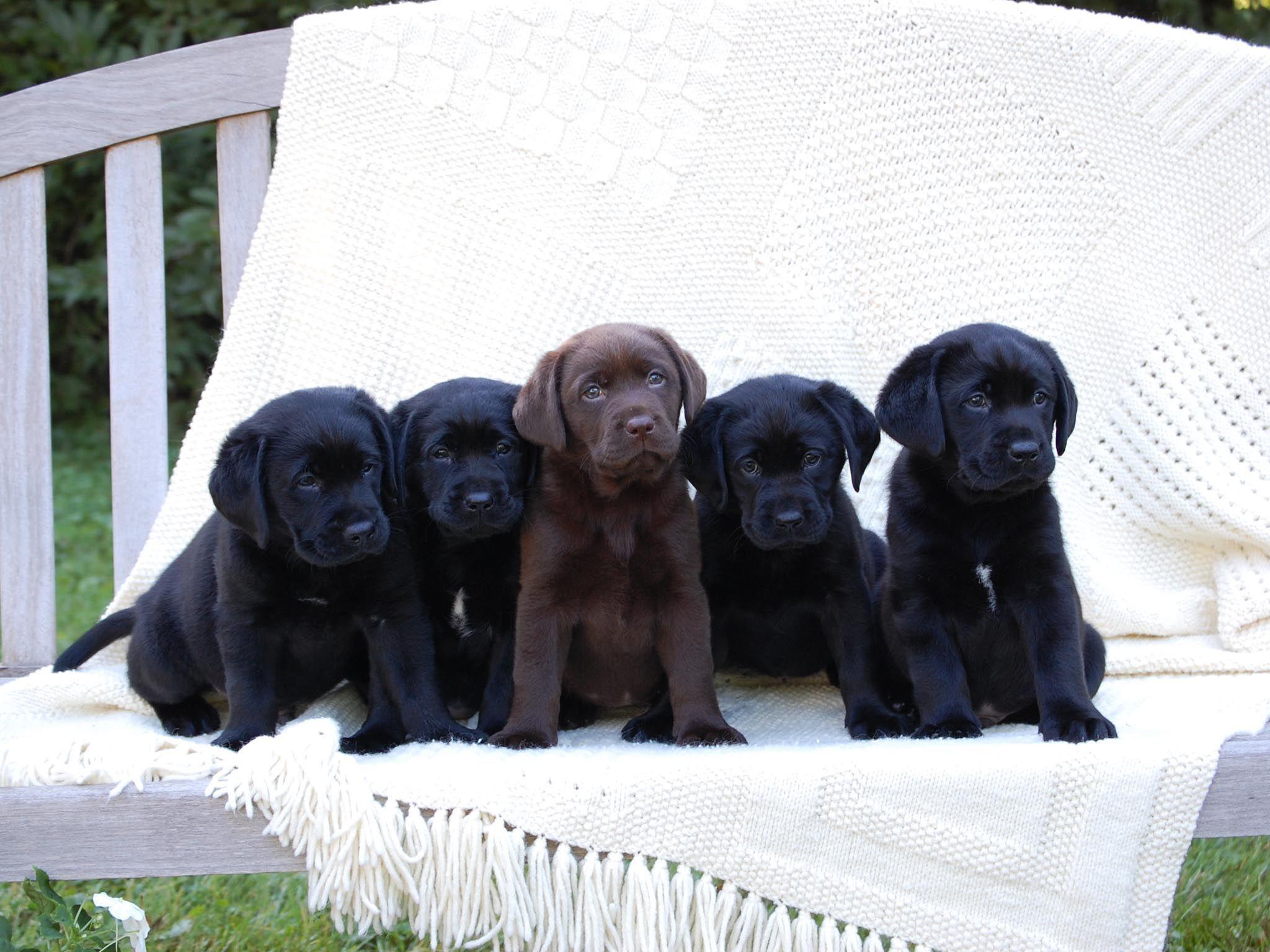 2048x1536 cute_puppies_pack_labrador_dog- (2048×1536). Black labrador puppy, Labrador retriever, Black labrador retriever