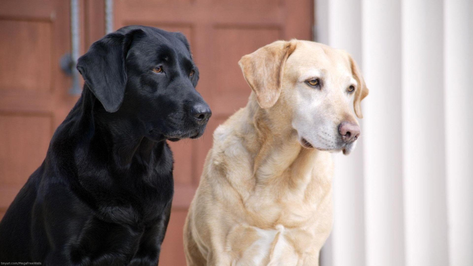 Black Labrador Retriever Wallpapers - Top Free Black Labrador Retriever ...