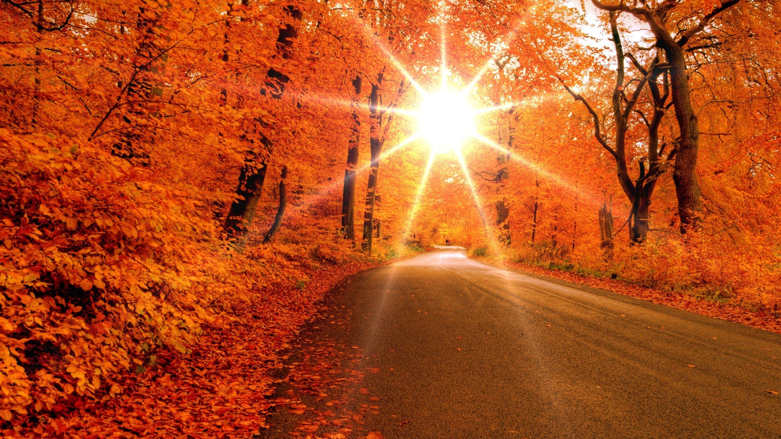 2560x1440 Autumn road desktop PC and Mac wallpaper