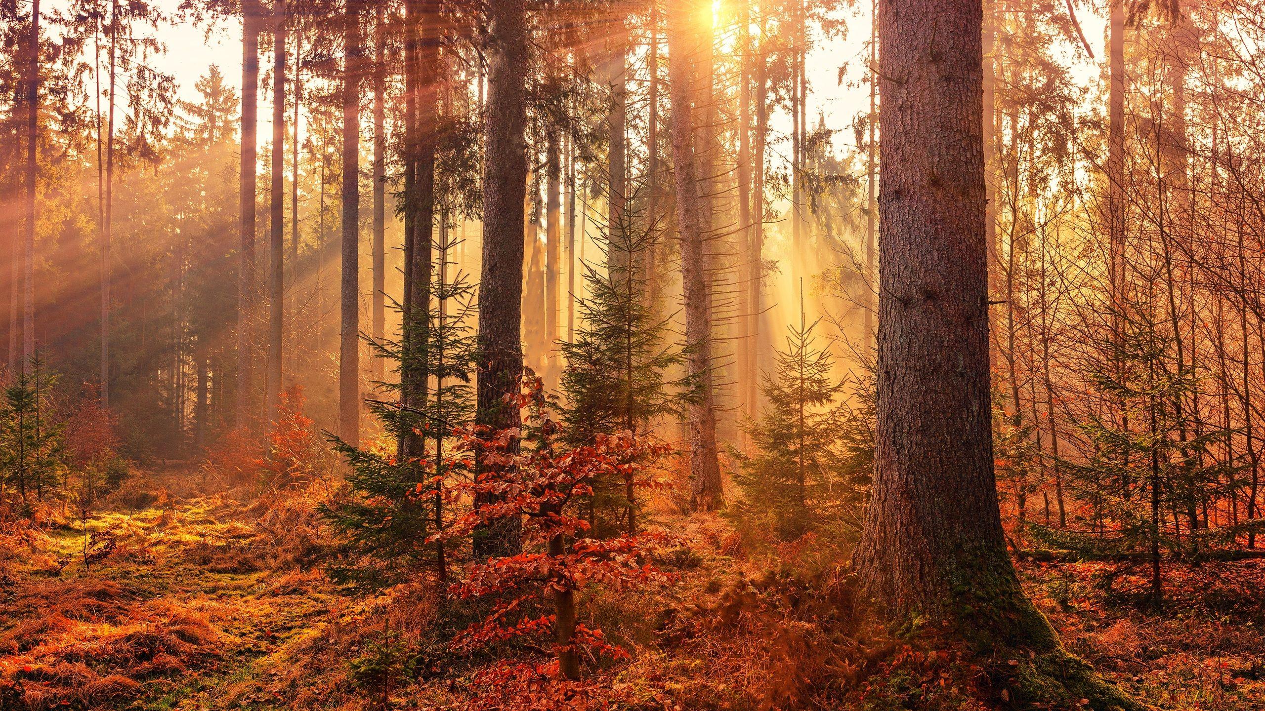 2560x1440 Autumn Sunbeams Forest Light Rays 5k 1440P Resolution HD 4k Wallpaper, Image, Background, Photo and Picture