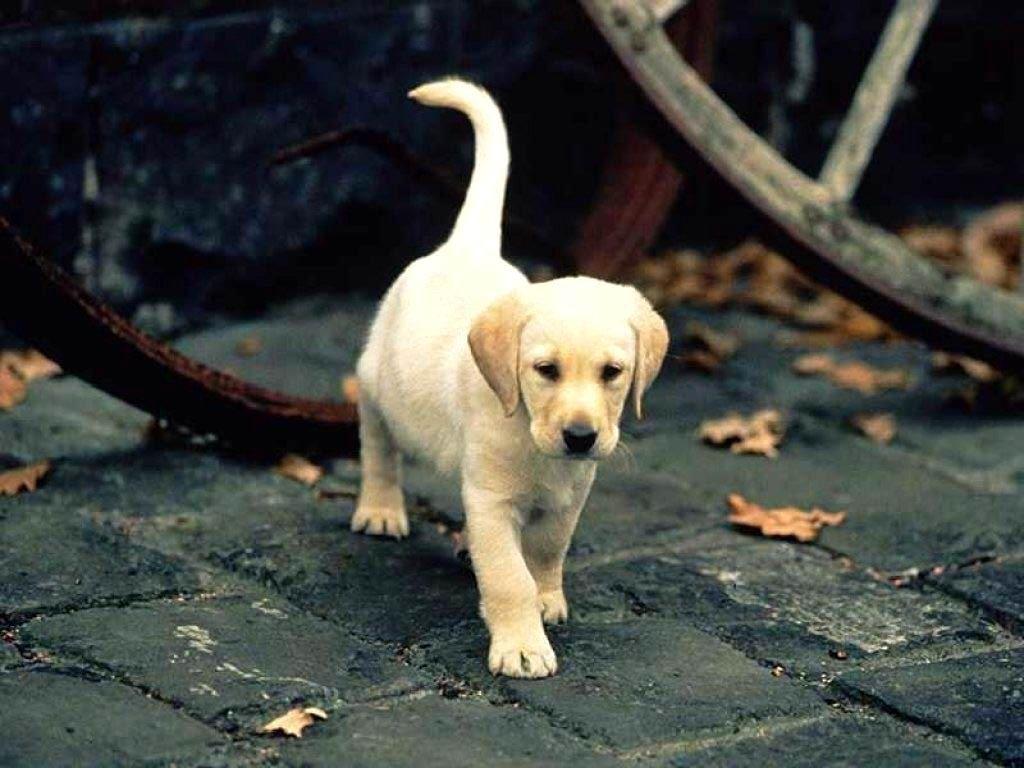 1024x768 labrador puppy