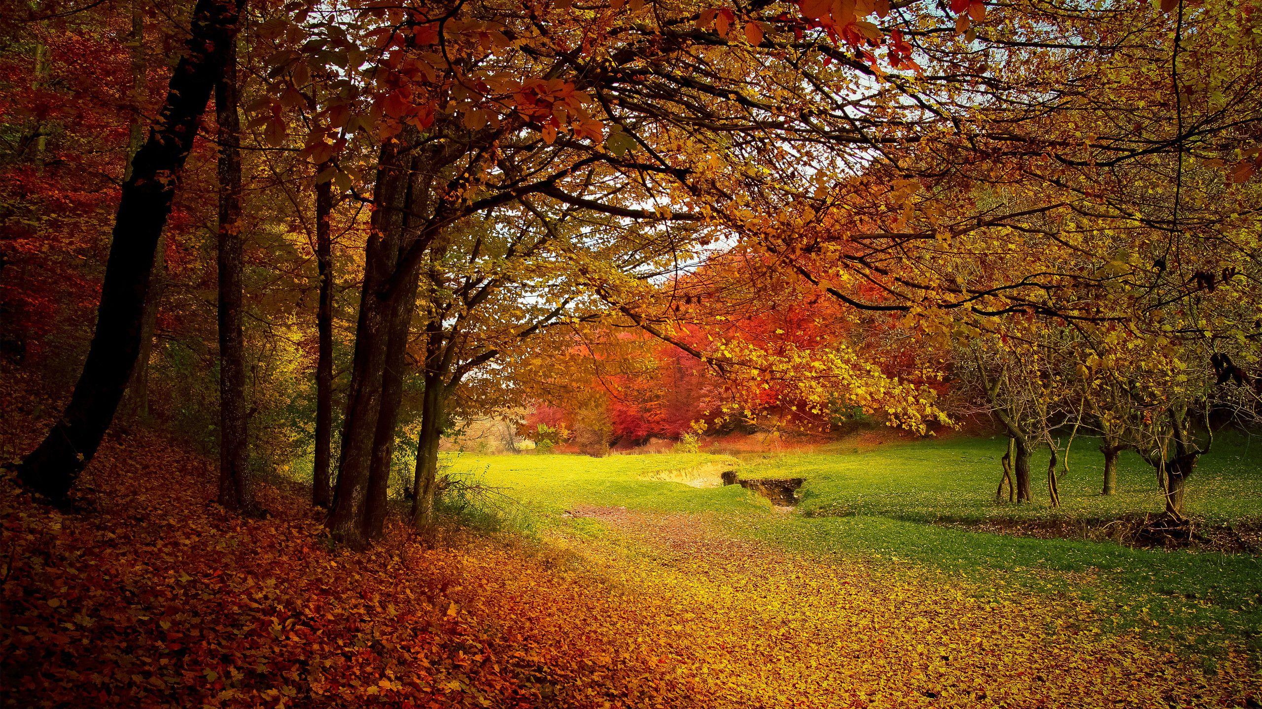2560x1440 Autumn HD Wallpaper