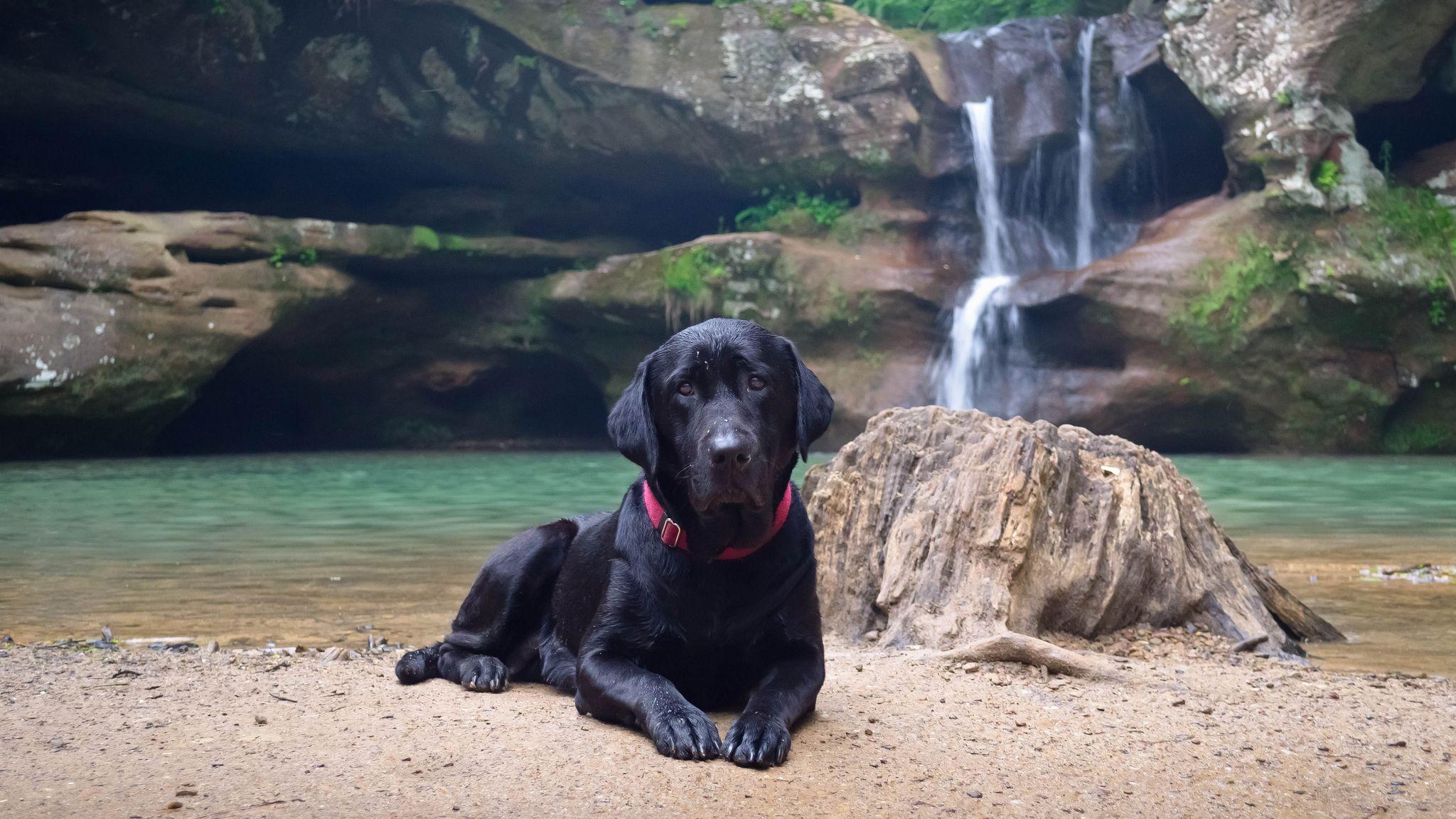 Black Labrador Retriever Wallpapers - Top Free Black Labrador Retriever