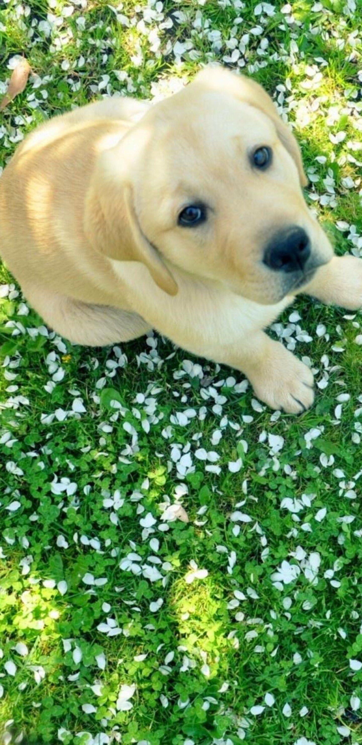 1440x2960 Labrador Puppy Samsung Galaxy Note S S SQHD HD 4k Wallpaper, Image, Background, Photo and Picture