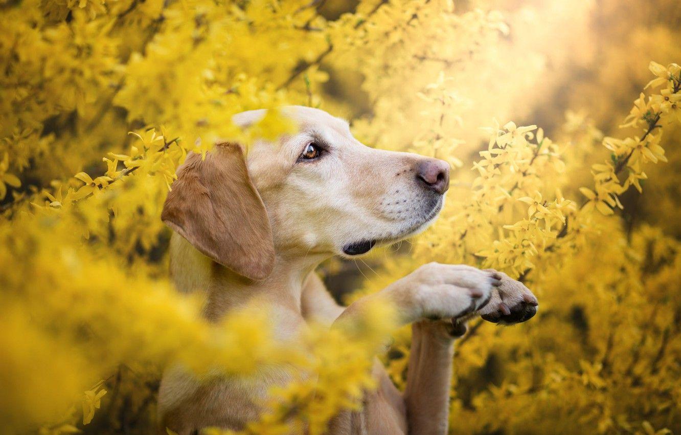 1332x850 Wallpaper summer, look, face, flowers, branches, pose, Bush, portrait, dog, spring, paws, yellow, garden, profile, Labrador, Retriever image for desktop, section собаки