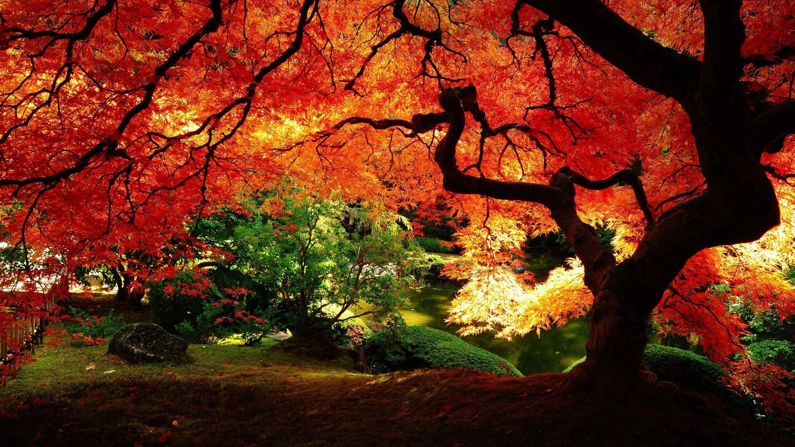 2560x1440 Forest in Autumn [2560x1440]. Desktop wallpaper fall, Autumn landscape, Landscape wallpaper