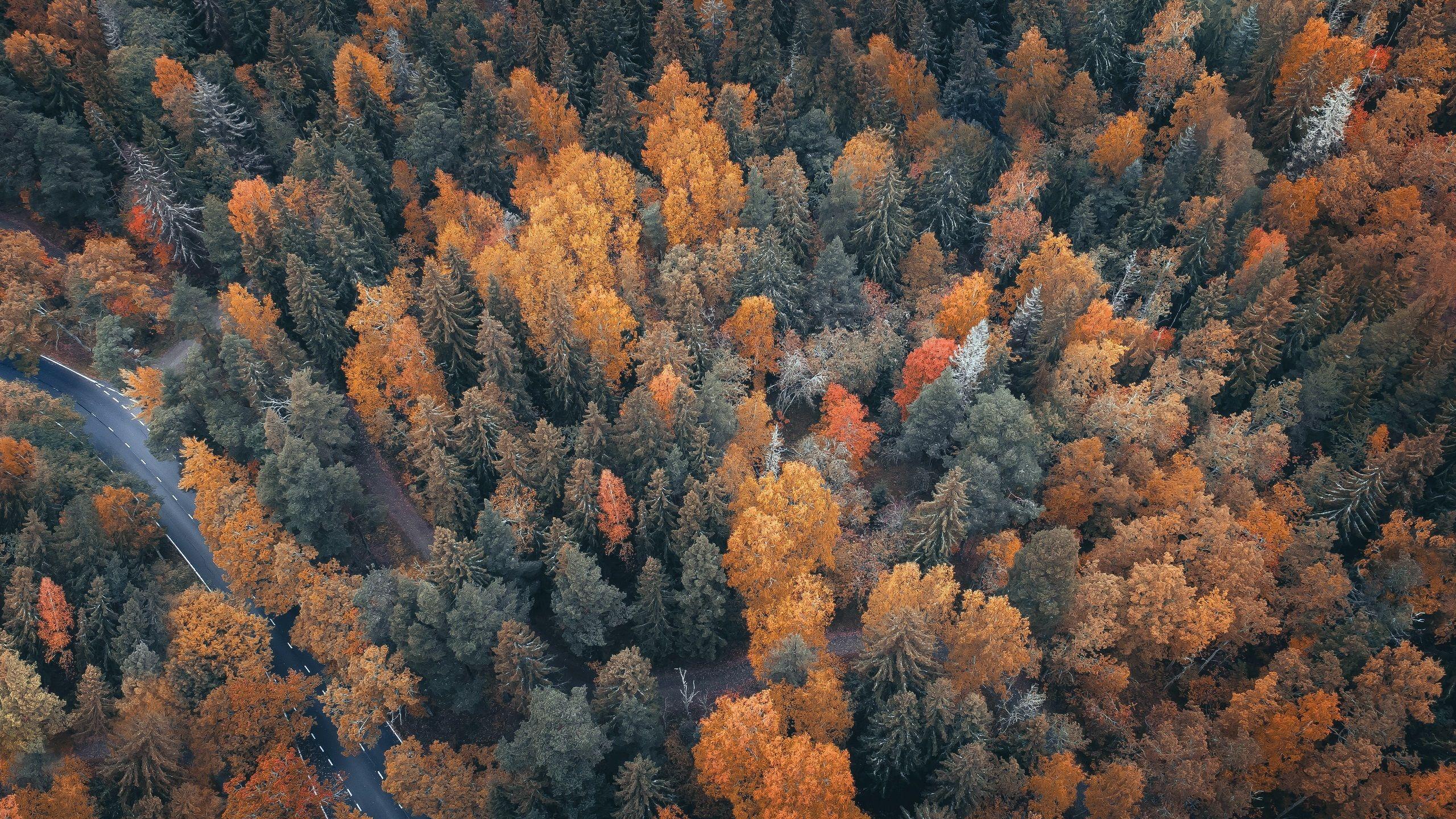 2560x1440 Wallpaper Forest top view, trees, road, autumn 2560x1440 QHD Picture, Image
