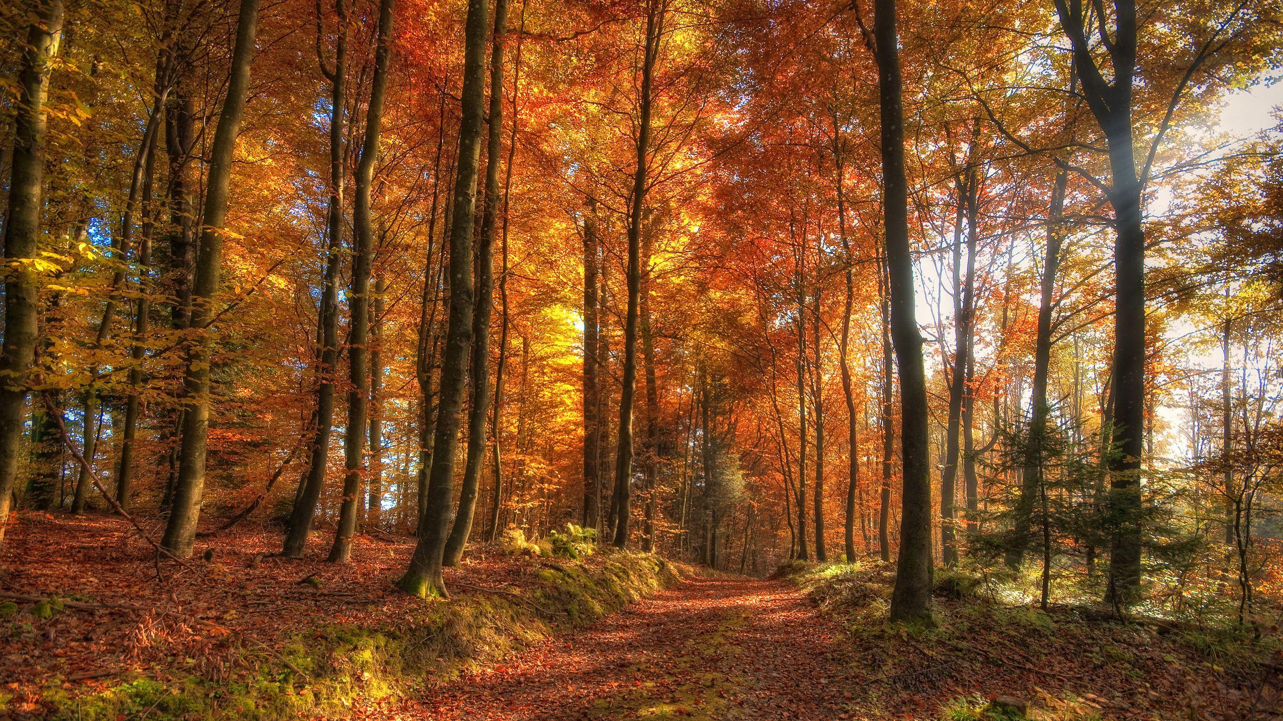 2560x1440 HDR Autumn Forest desktop PC and Mac wallpaper