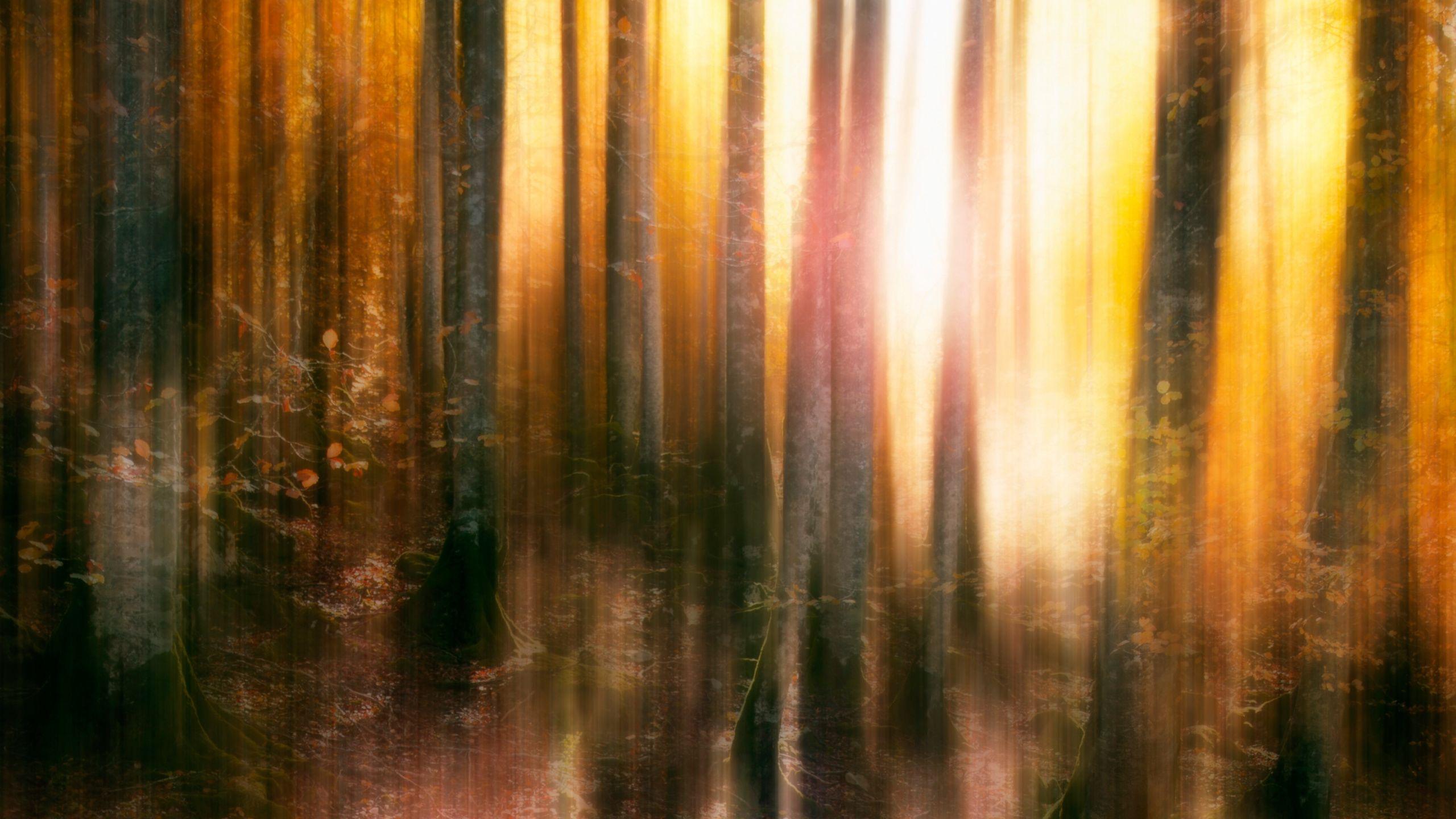 2560x1440 Download Autumn, blur, forest, trees wallpaper, 2560x Dual Wide, Widescreen 16: Widescreen