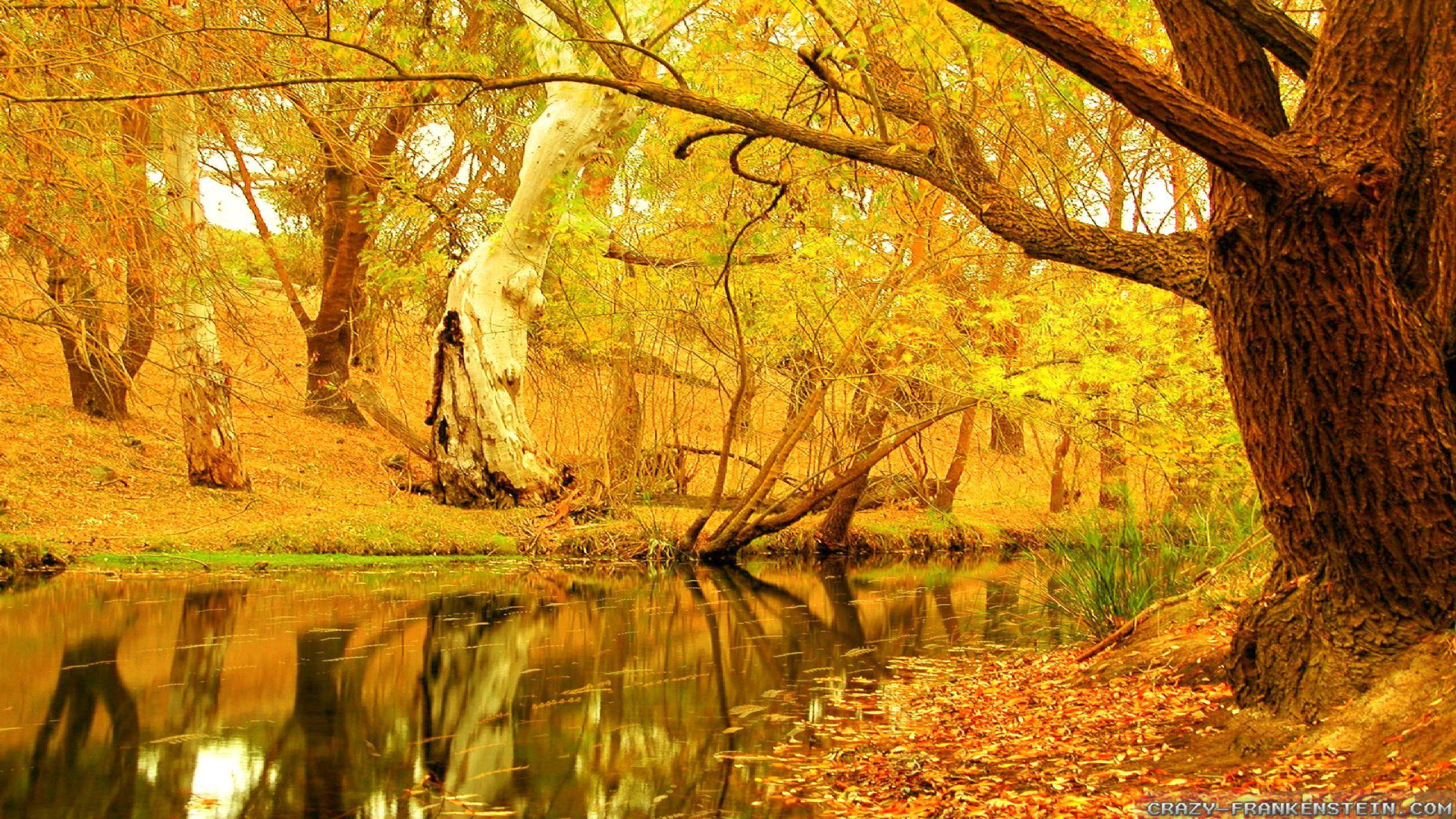 2560x1440 Yellow Autumn Trees HD Wallpaper