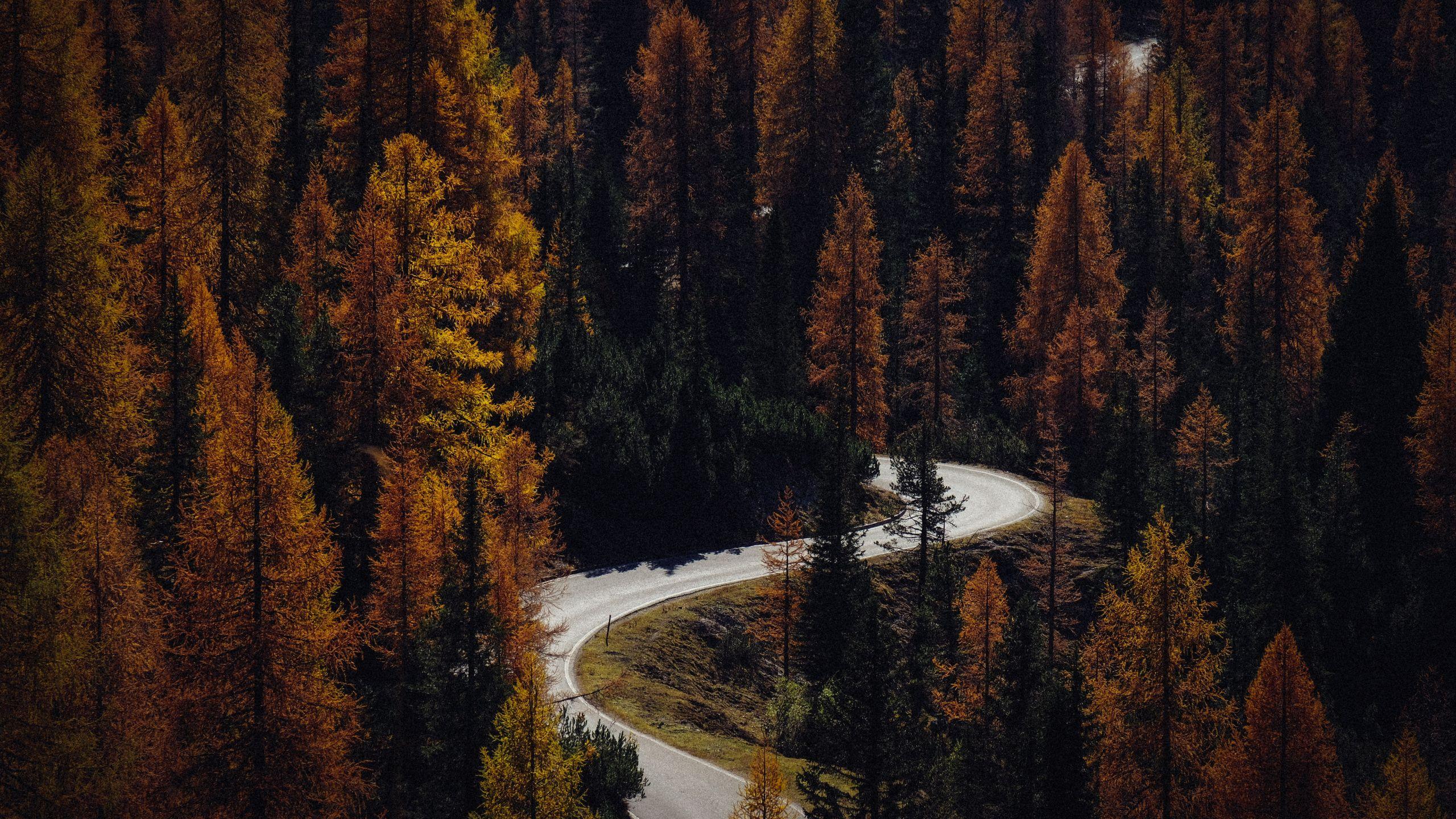2560x1440 Download Autumn, road, turns, forest, nature wallpaper, 2560x Dual Wide, Widescreen 16: Widescreen