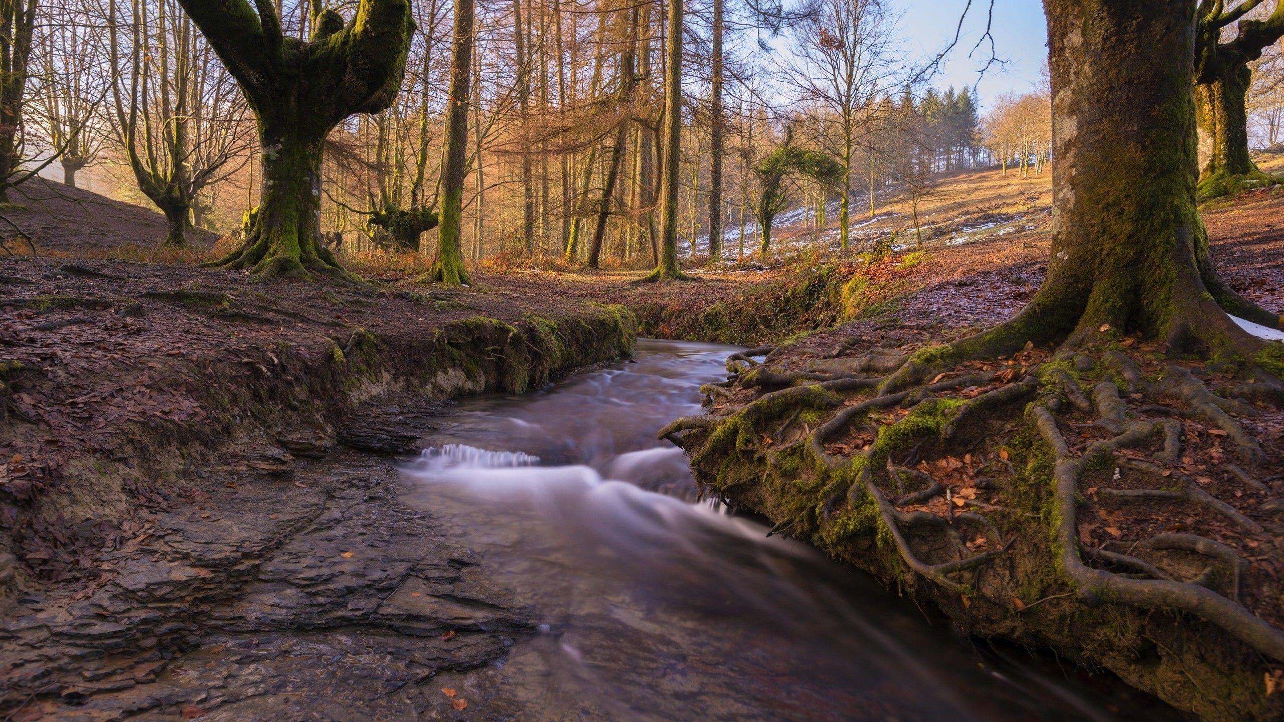 2560x1440 Download 2560x1440 River, Stream, Forest, Scenic, Autumn, Fall Wallpaper for iMac 27 inch