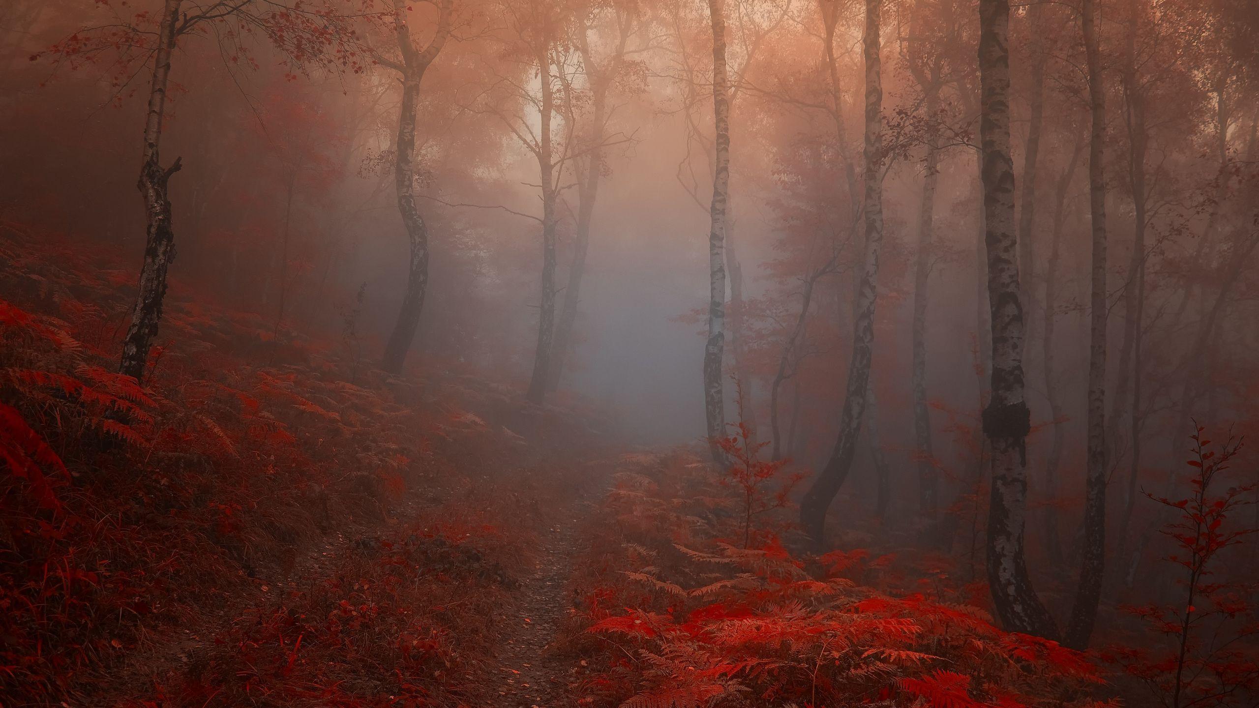 2560x1440 nature, leaves, morning, forest, red, trees, autumn desktop wallpaper 59561