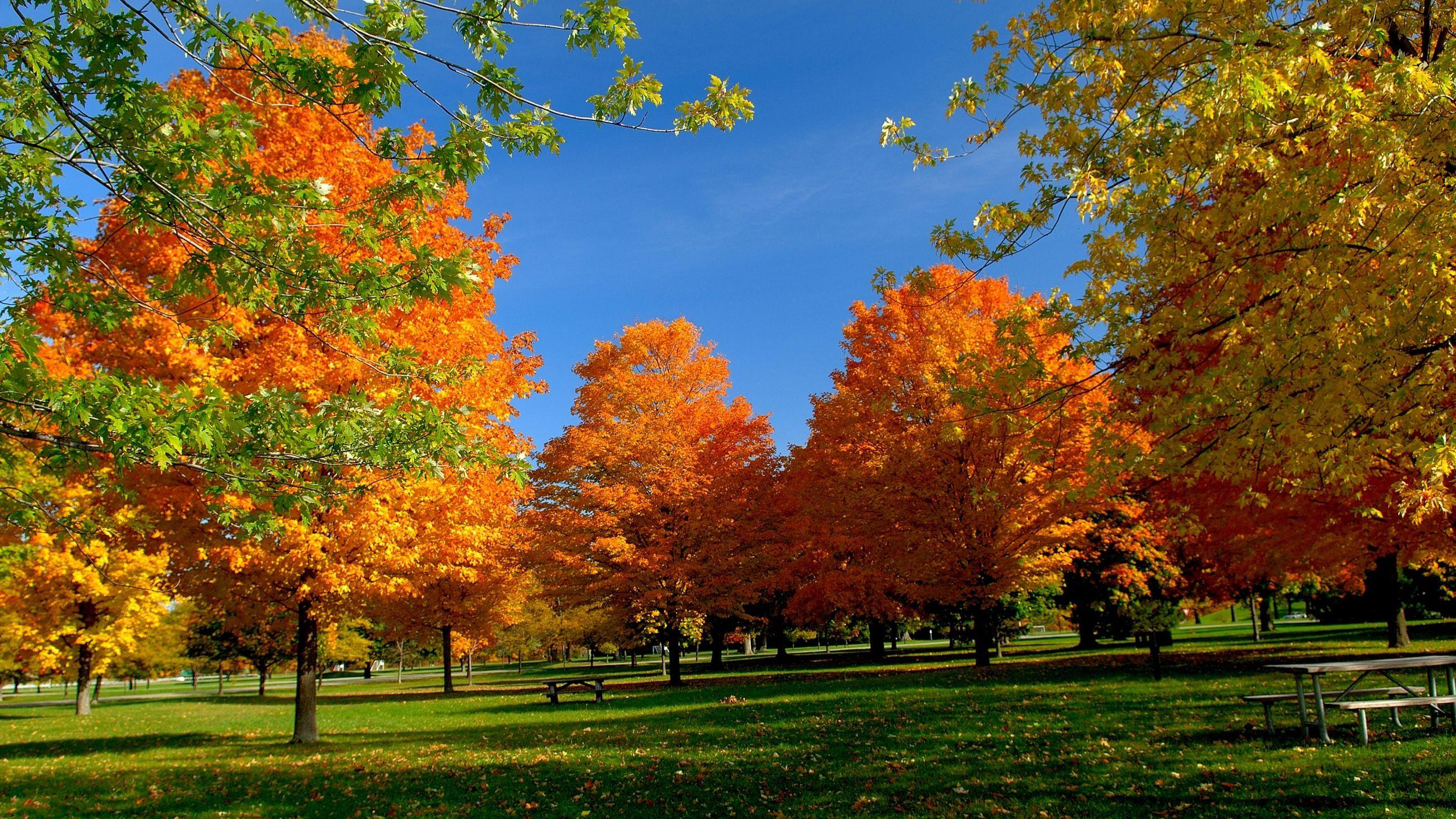 2560x1440 Orange Autumn desktop PC and Mac wallpaper