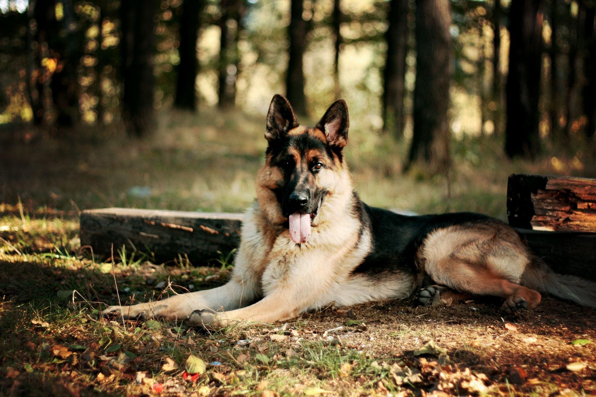 2000x1333 German Shepherd Dog Desktop Wallpaper 49107 2000x1333px